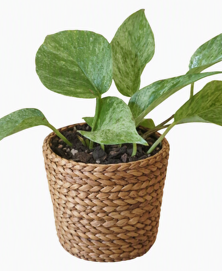 Marble pothos 2.png