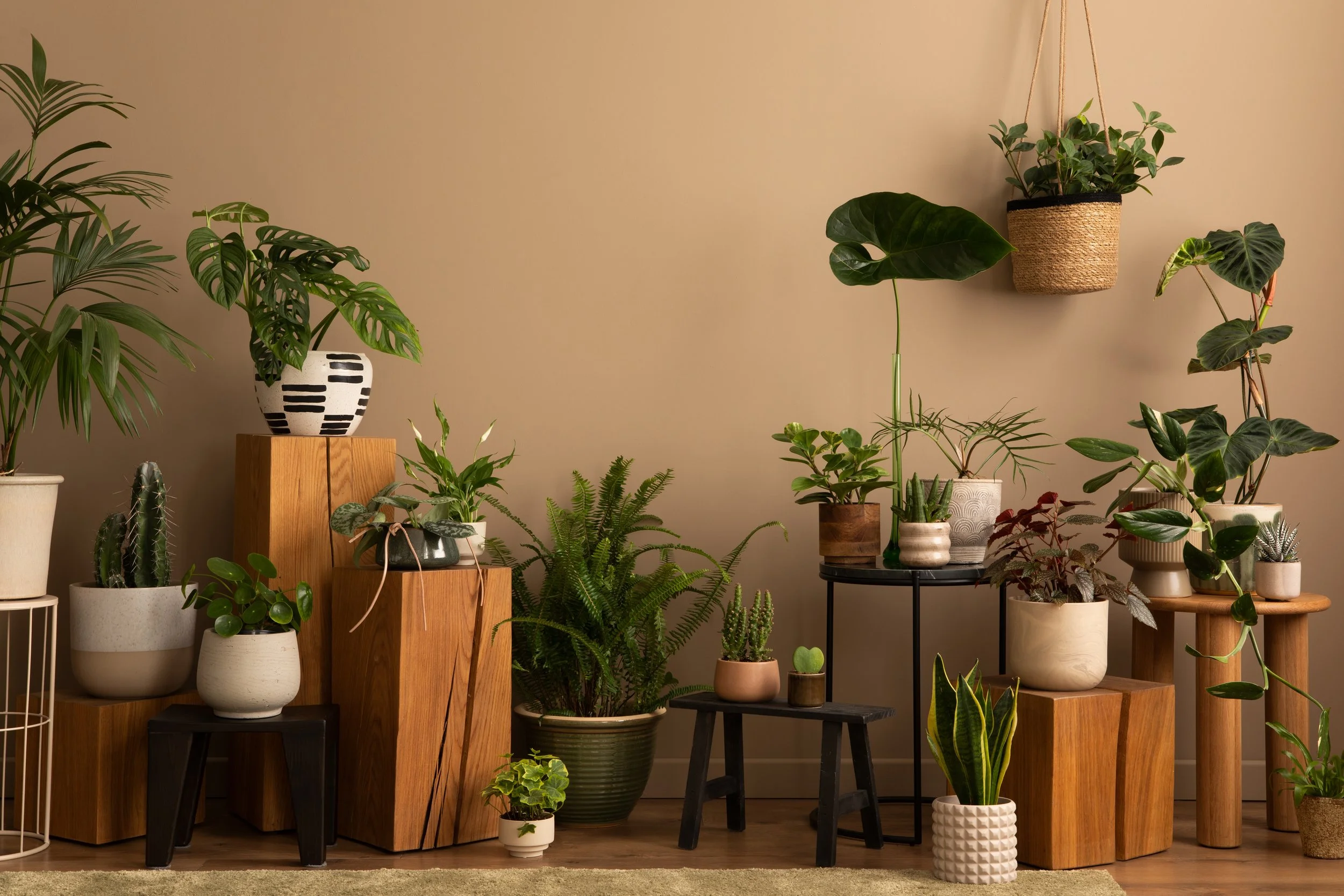 Collection of plants in a variety of pots on boho furniture