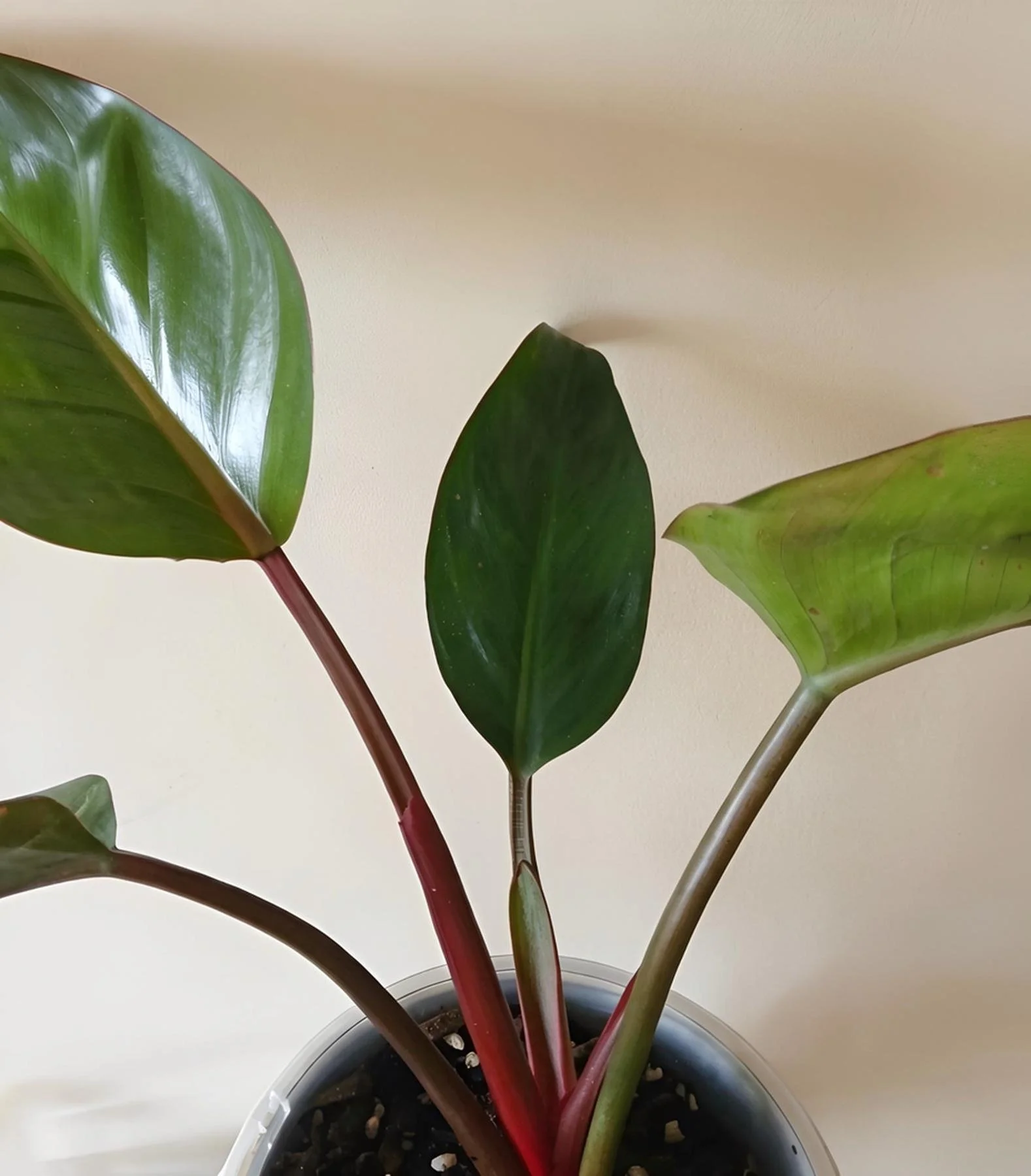 Philodendron plant.jpg