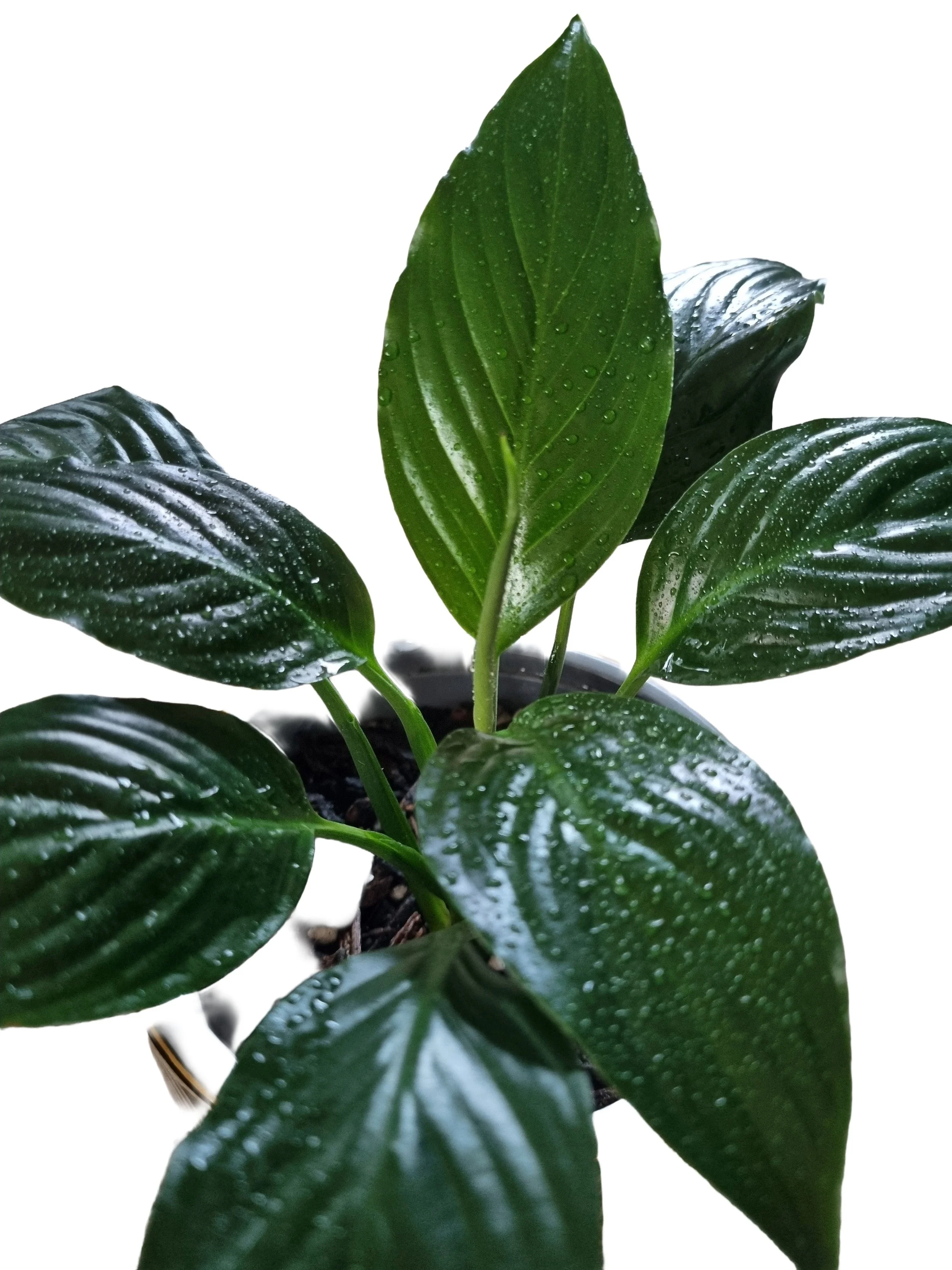 Peace Lilly 2.jpg