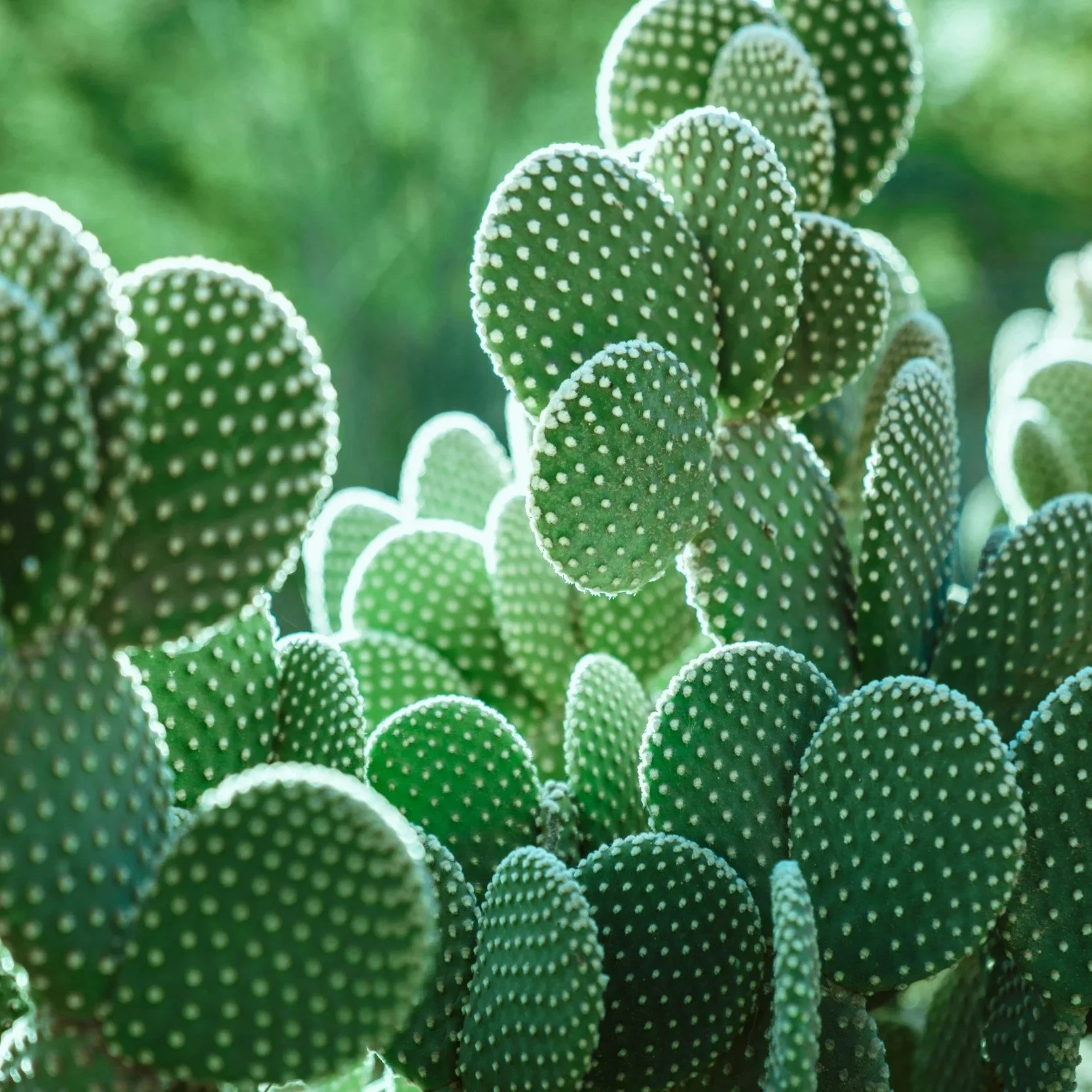 Beginner friendly Bunny Ears Cactus