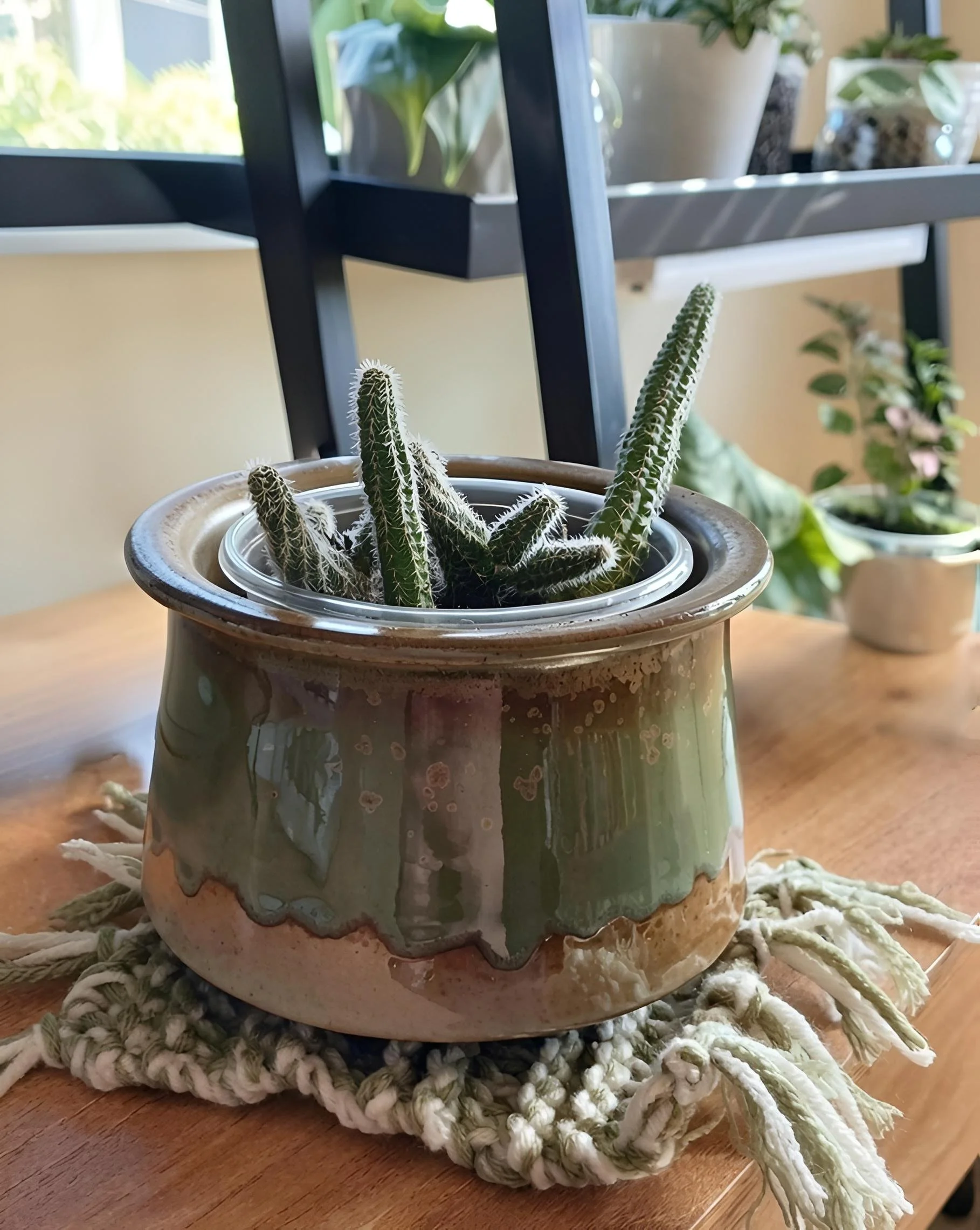 Pot, Plant, Mat bundle 2.jpg