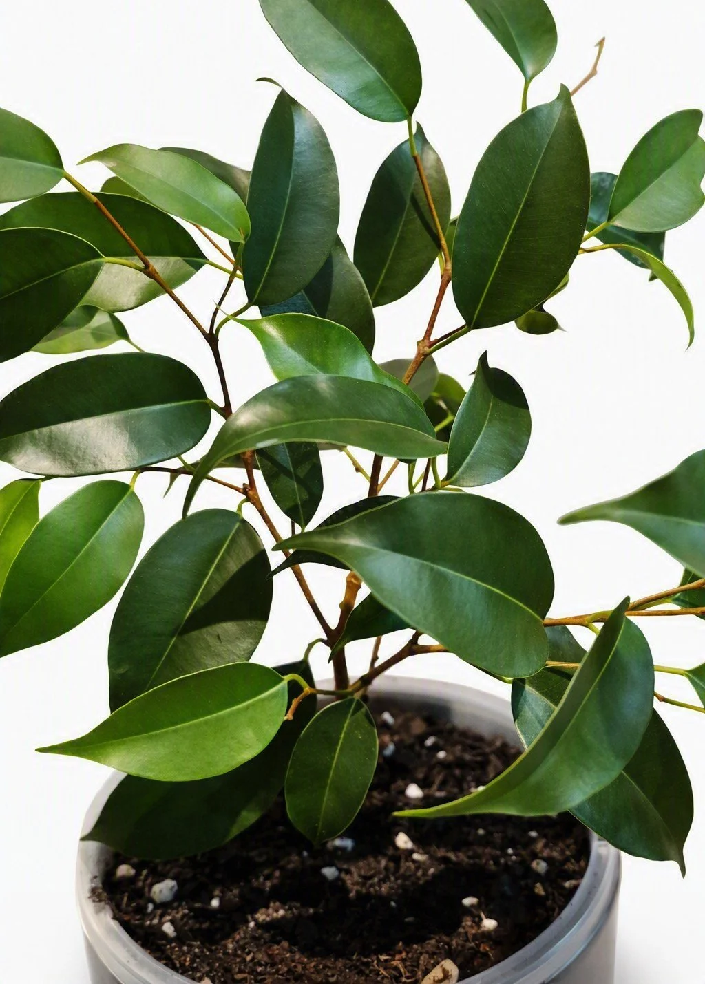 Ficus Danielle.jpg