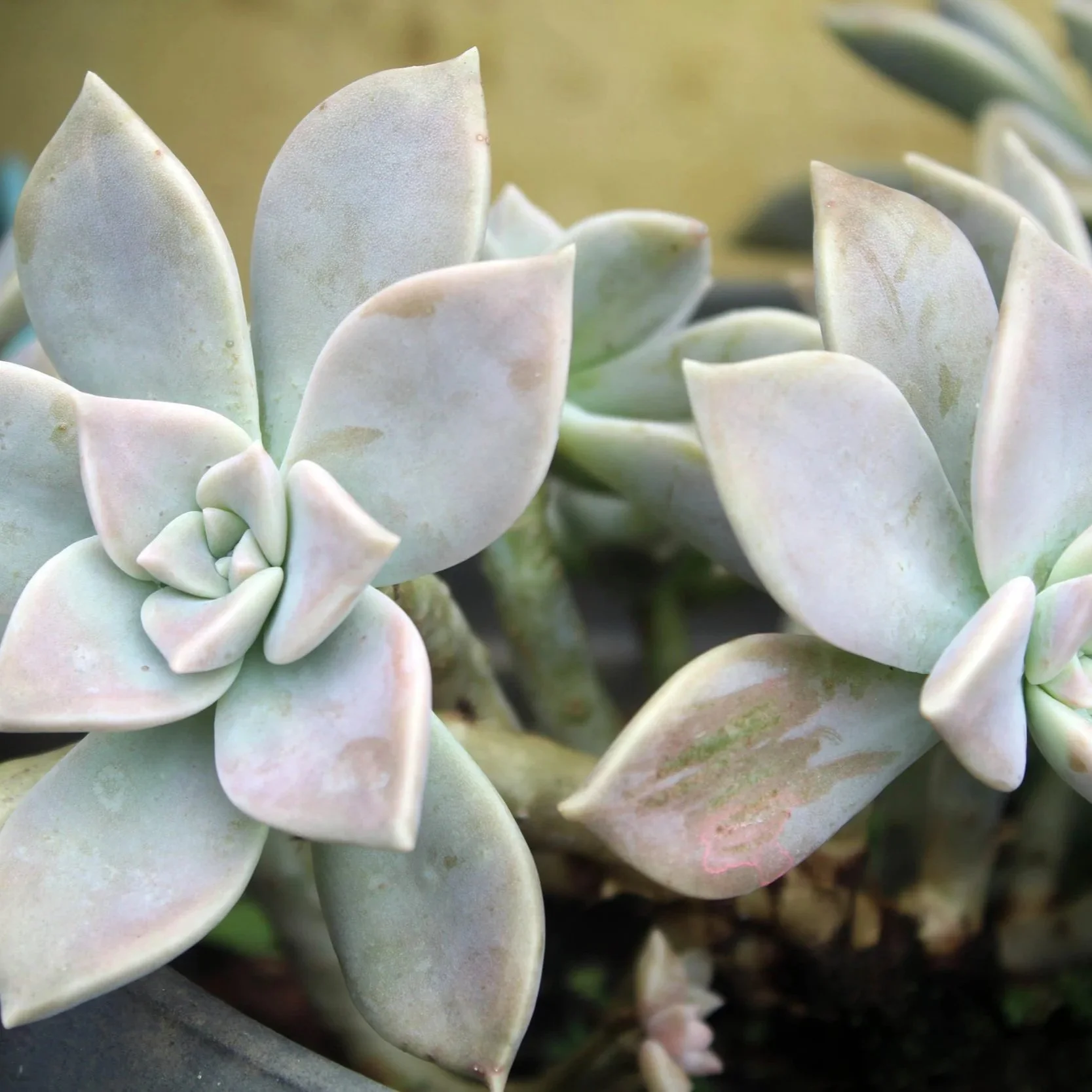 Easy-care Ghost Plant Succulent