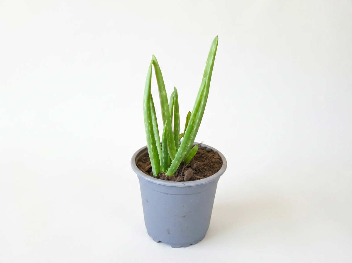 Aloe Vera - Easy-care Indoor Plant
