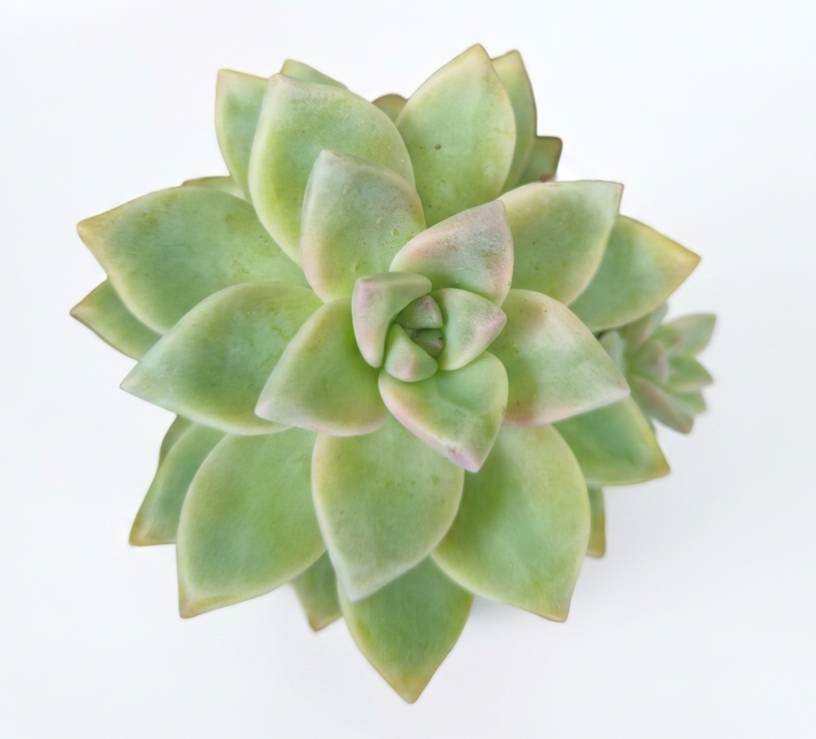 Ghost plant Succulents - Easy-care Indoor Plant