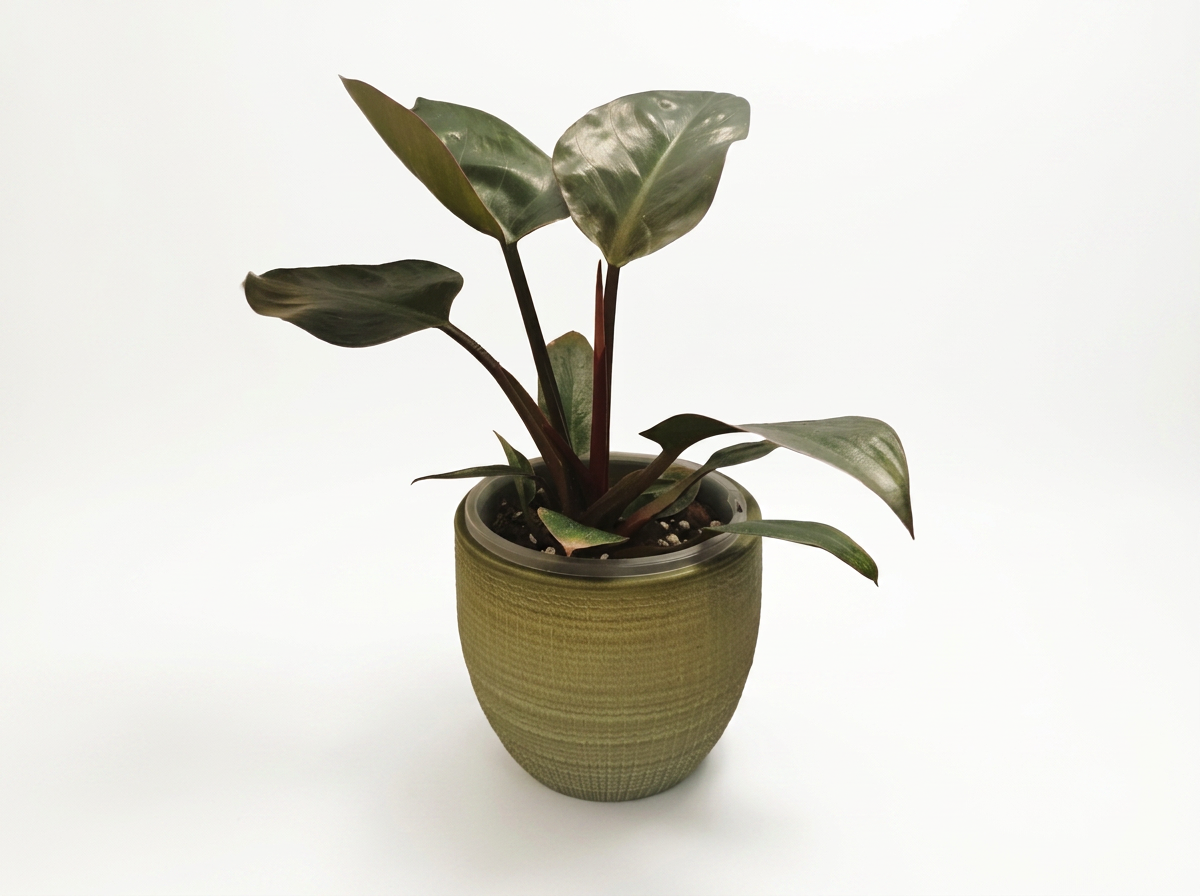 Philodendron ‘Red Emerald’ — Lush, Glossy & Effortlessly Elegant