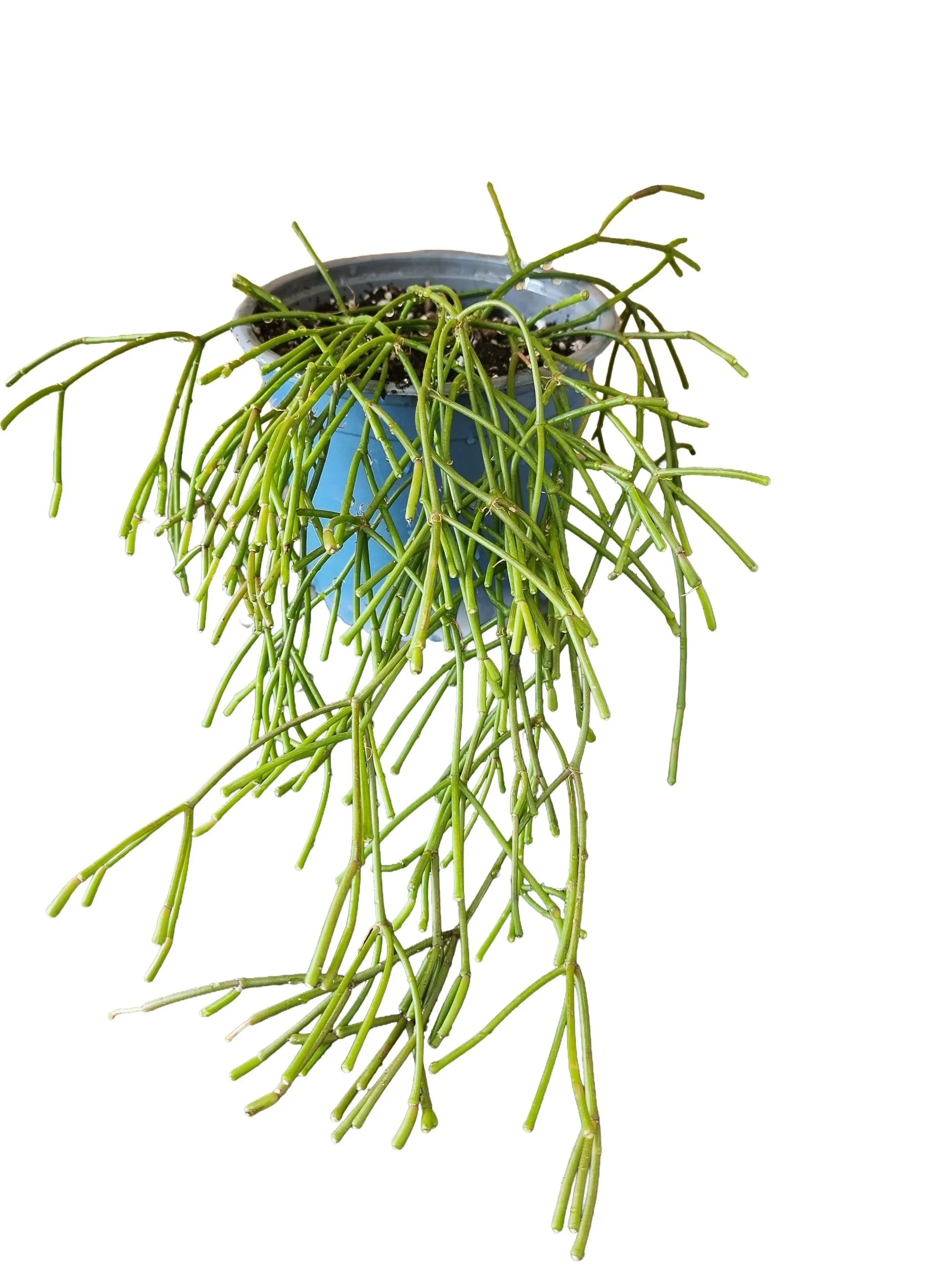 Mistletoe Trailing Jungle Cactus, Easy-care Houseplant NZ