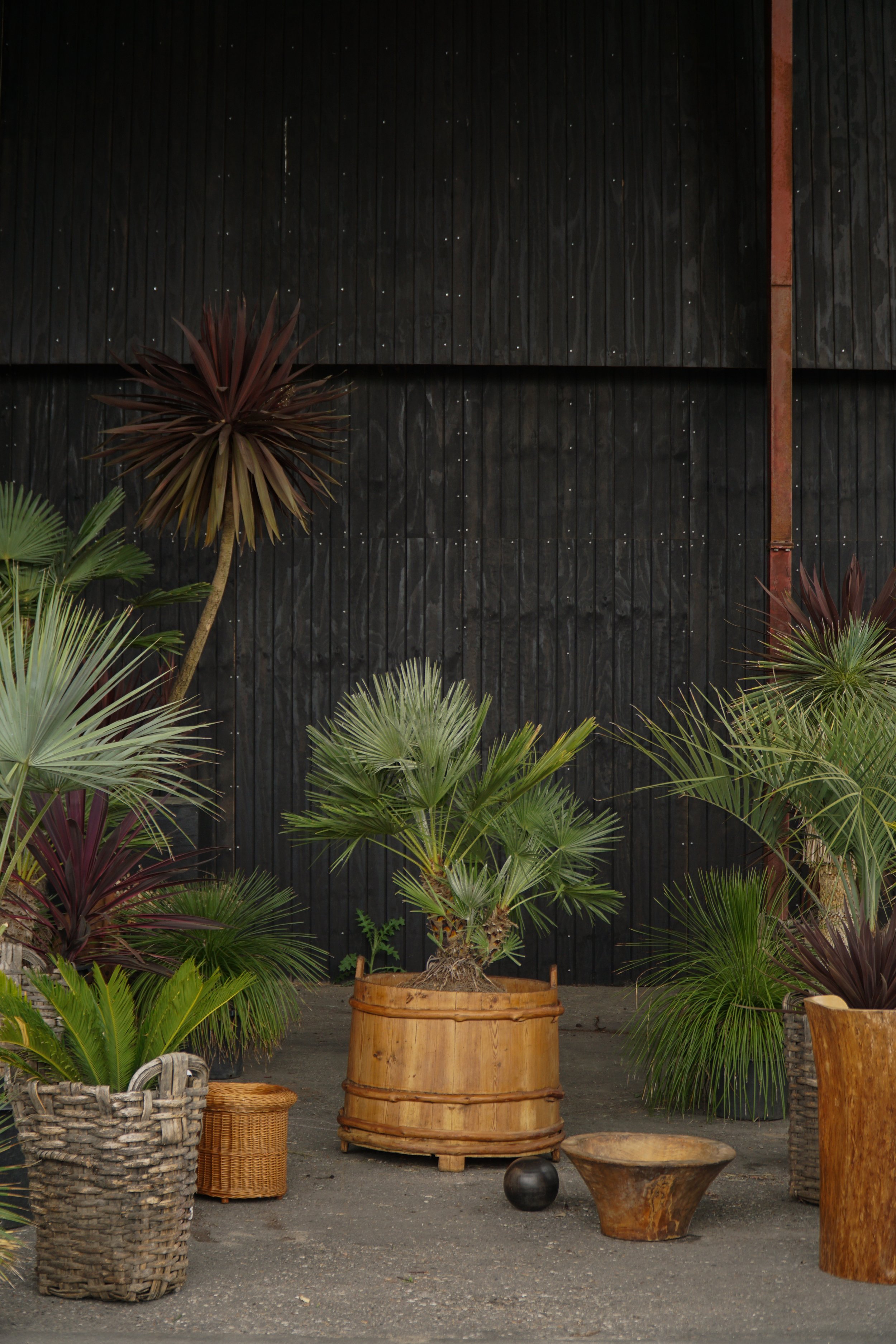 Palme_13.jpg