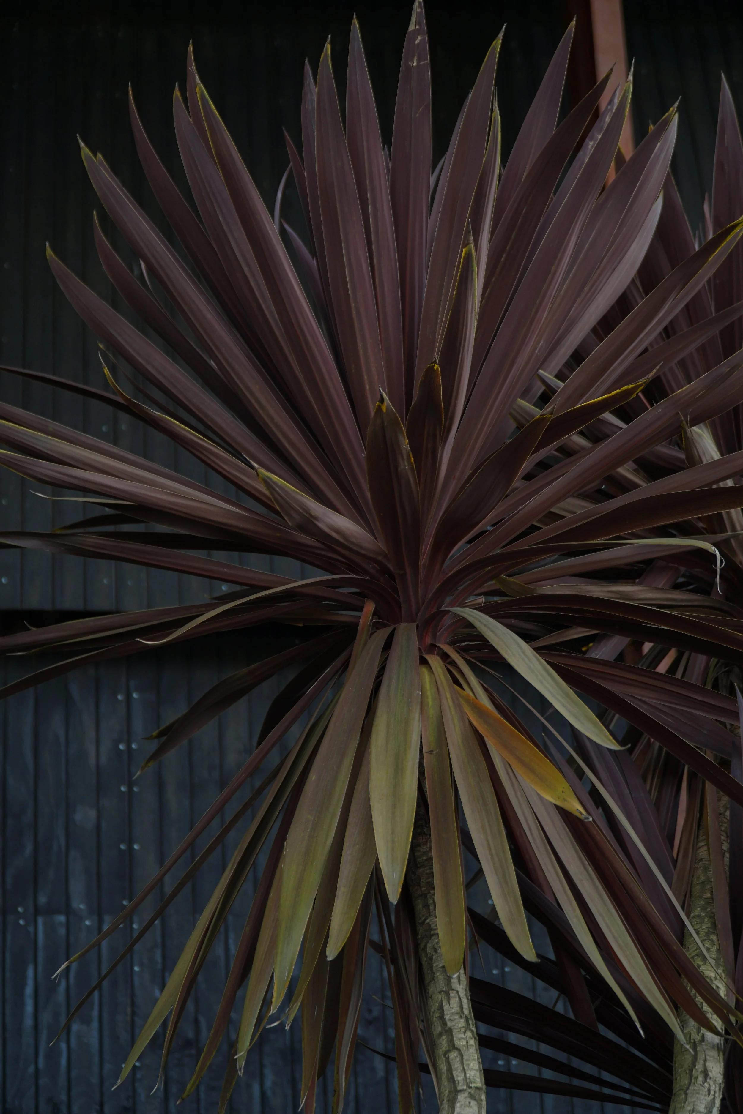 Palme_3-2.jpg