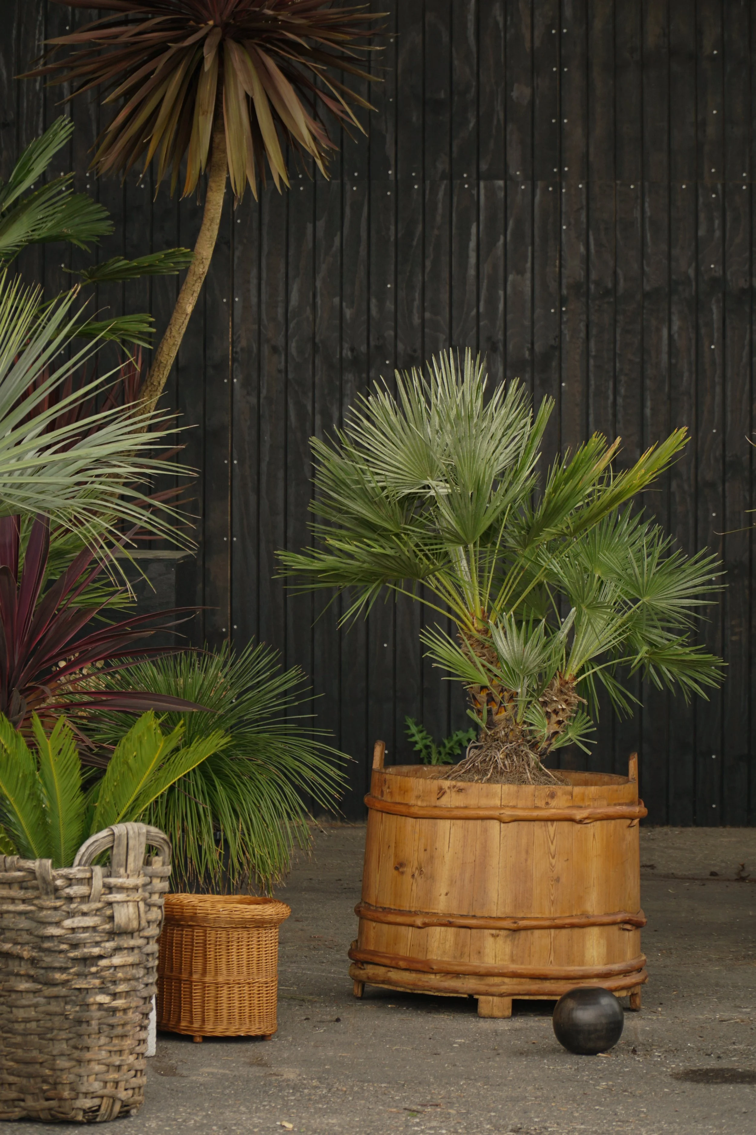 Palme_13-3.jpg