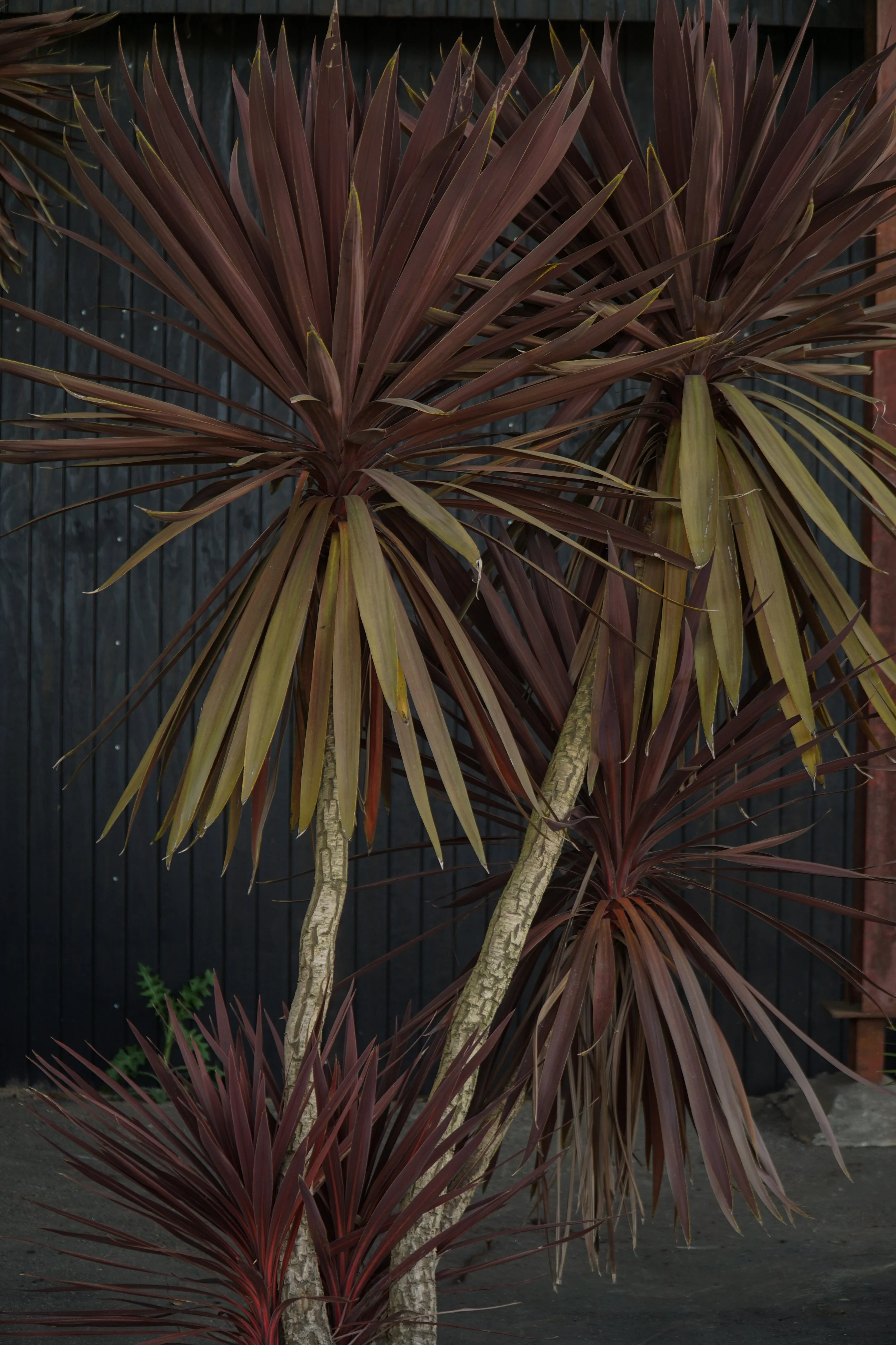 Palme_3-5.jpg