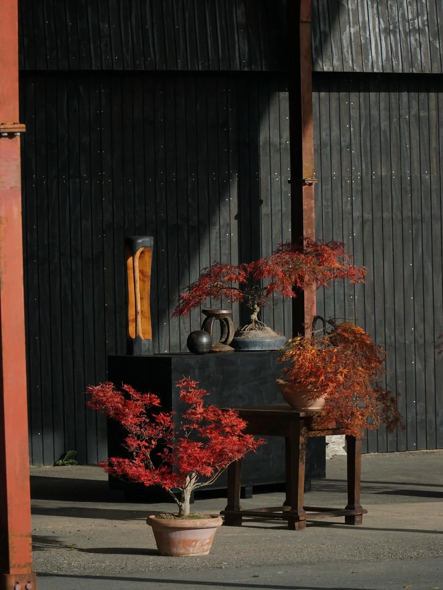Japanske ahorn i smukke efter&aring;rsfaver 🍁 
#elleb&aelig;k #ellebaek #planteskole #eliaselias #decor #japanskahorn #acer #autumn #denmark