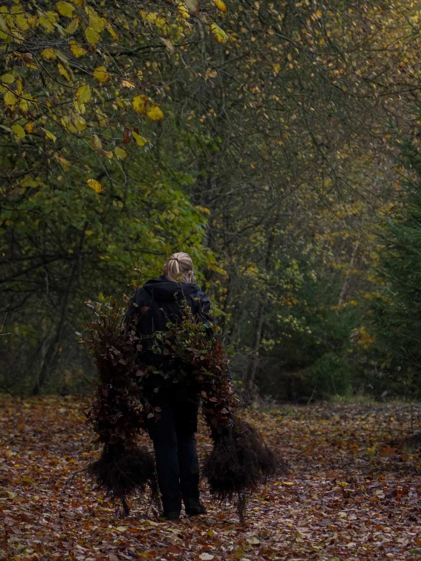 Hvis man ikke klipper sin b&oslash;geh&aelig;k, ender den i princippet med at blive til et stort b&oslash;getr&aelig; &ndash; pr&aelig;cis som man ser dem i skoven.

Hos Ellebaek har vi flere typer h&aelig;kplanter, heriblandt den klassiske b&oslash;