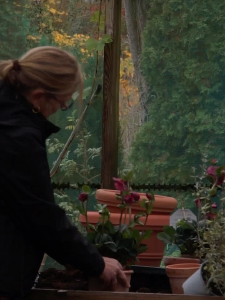 Hos Ellebaek kan I k&oslash;be fine vinterplanter i krukker &mdash; lige til at s&aelig;tte p&aring; terrassebordet for stemning og hygge. Heriblandt julerosen / nyserod og dv&aelig;rggran i italienske terracotta krukker. 

Se hele udvalget i haven ?