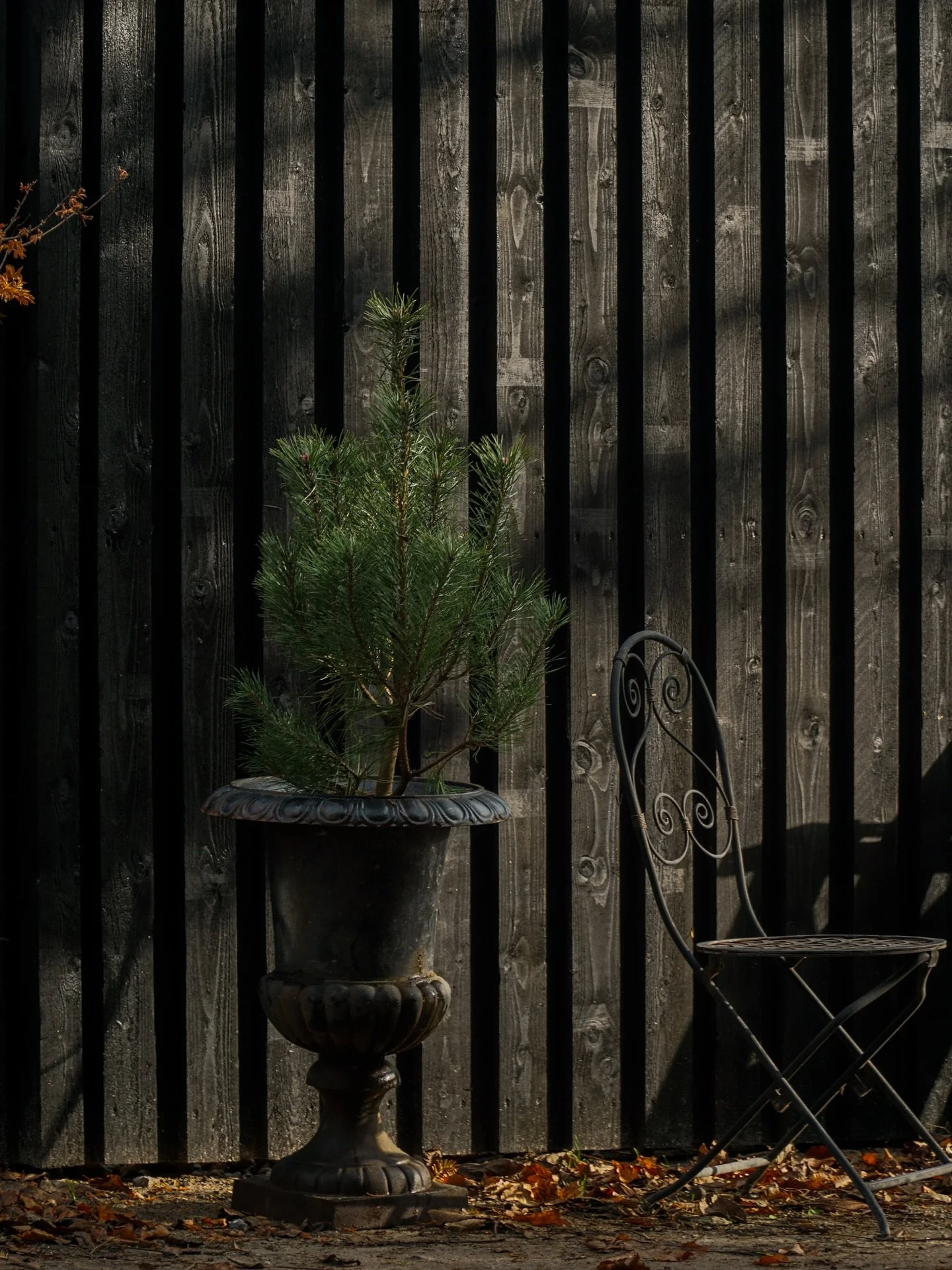 Bjergfyr i smuk jardiniere &mdash; elegant vinter dekoration