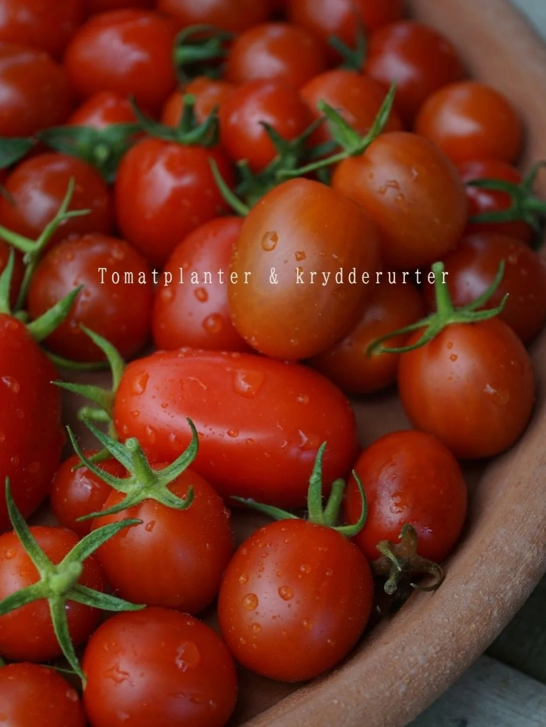 Dorte har fyldt drivhuset med l&aelig;kre, &oslash;kologiske tomat- og chiliplanter &ndash; heriblandt cherrytomater, blommetomater og b&oslash;ftomater &ndash; samt et stort udvalg af friske og sp&aelig;ndende krydderurter, perfekte til b&aring;de k