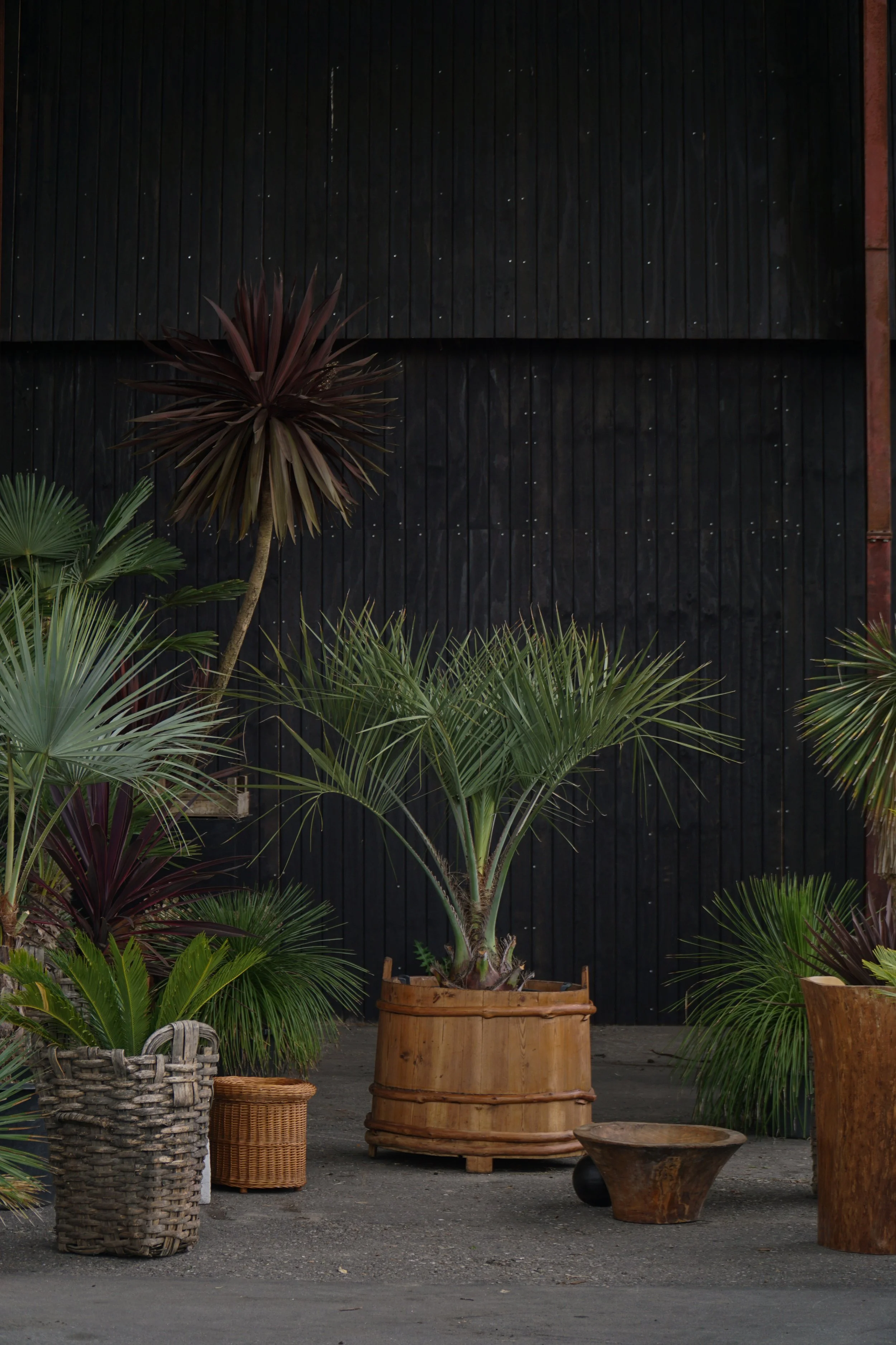 Butia – Gelépalme