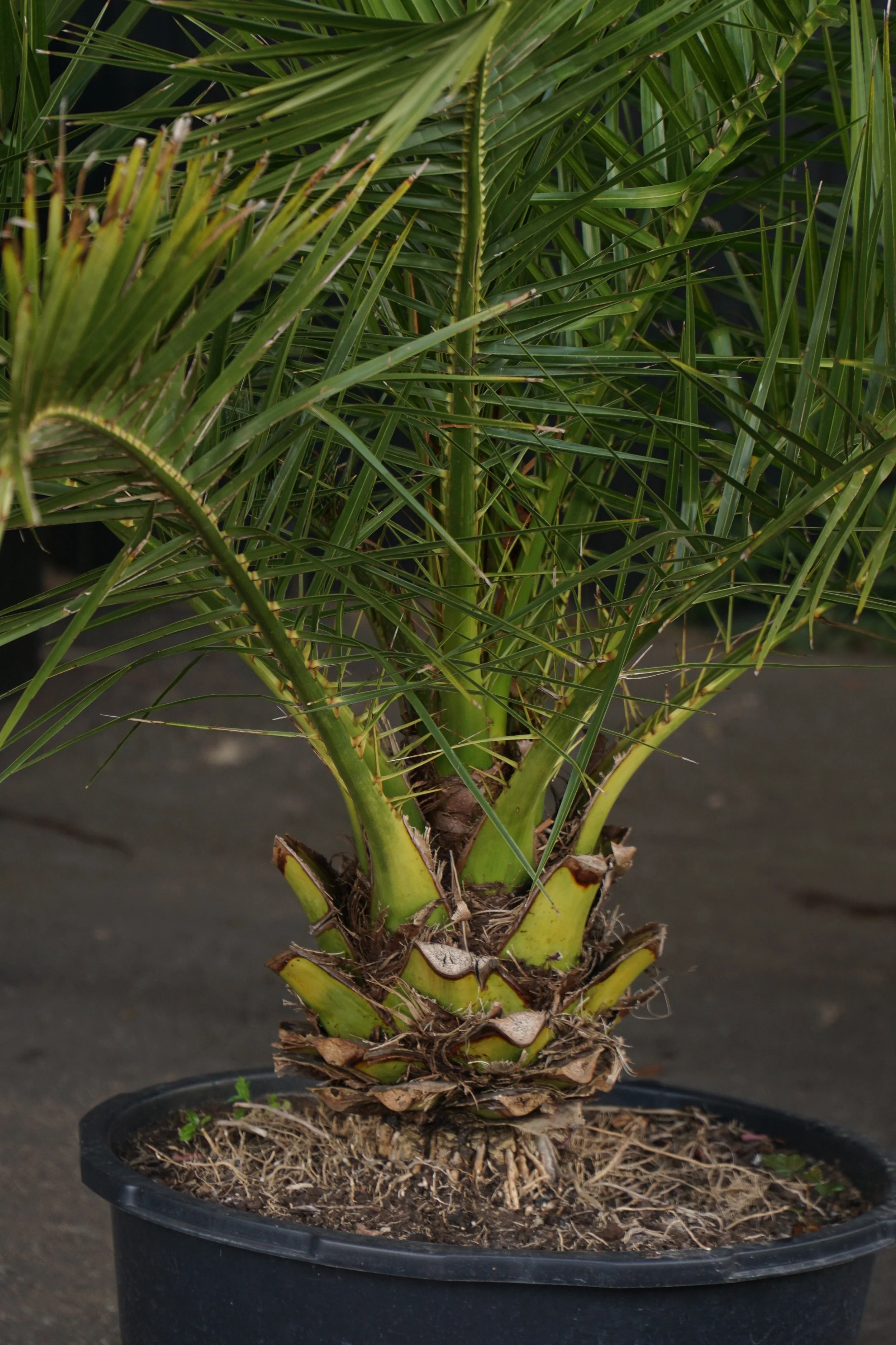 Palme_1-4.jpg