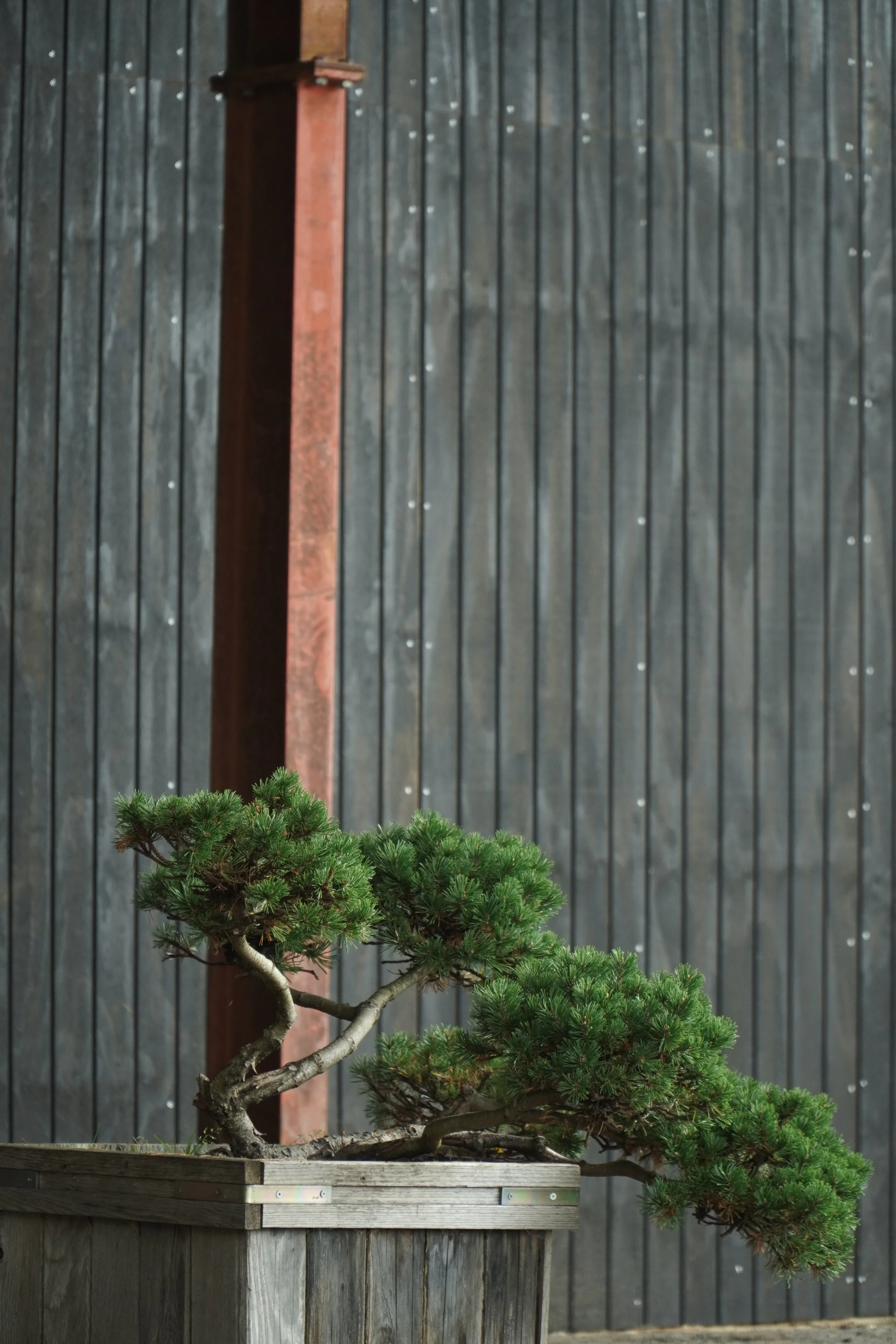 Bonsai - Dværgfyr Pinus mugo 'Gnom' - i plantekasse