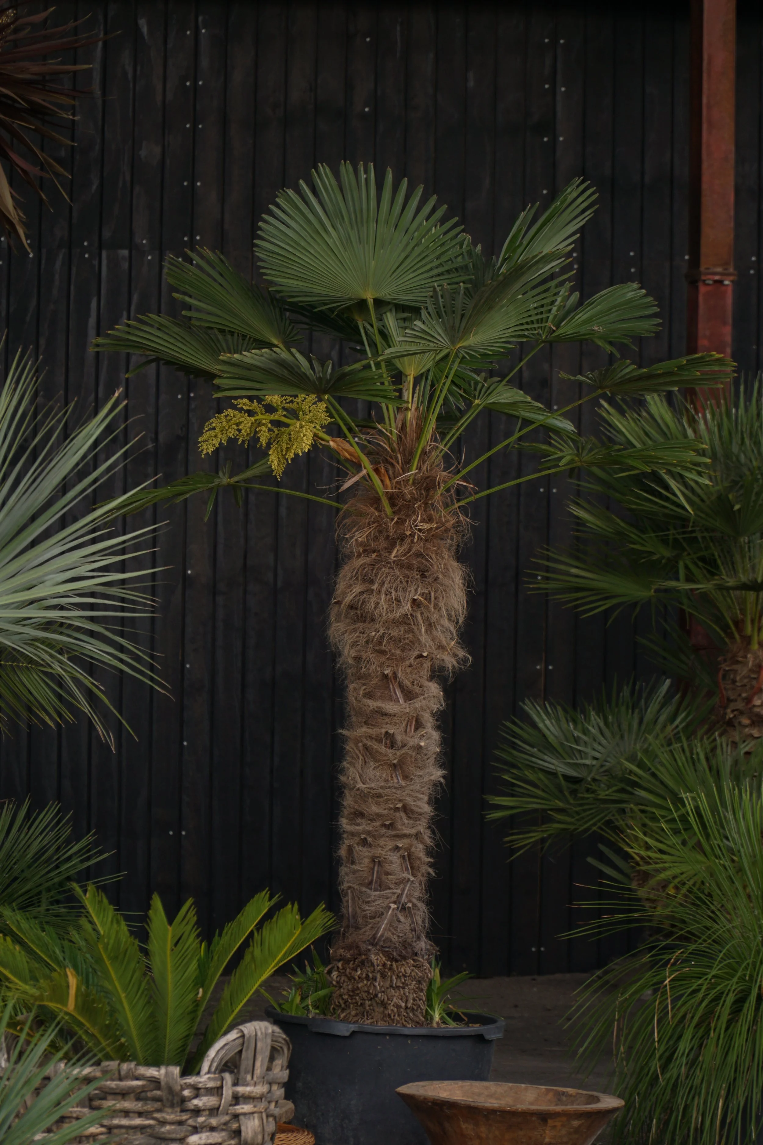 Trachycarpus fortunei – Hørpalme