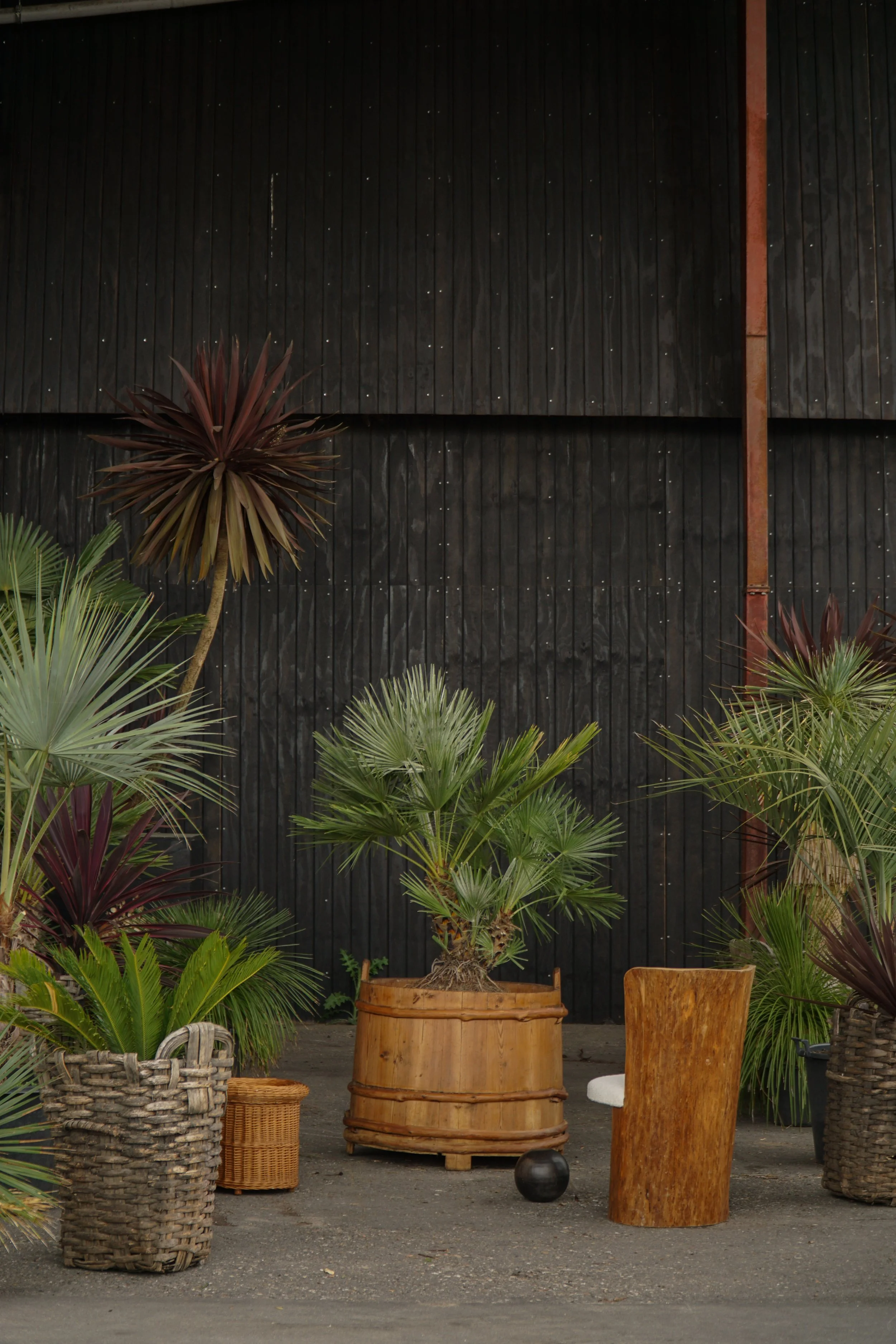 Chamaerops humilis – Europæisk Dværgpalme