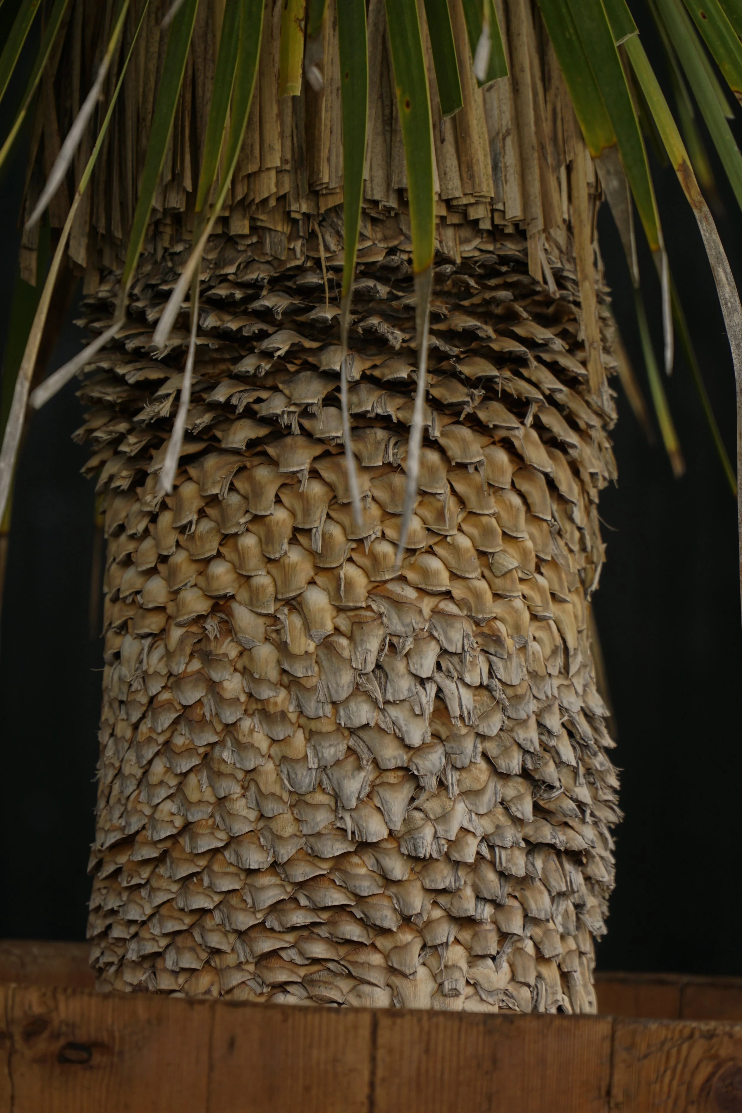Palme_7-5.jpg