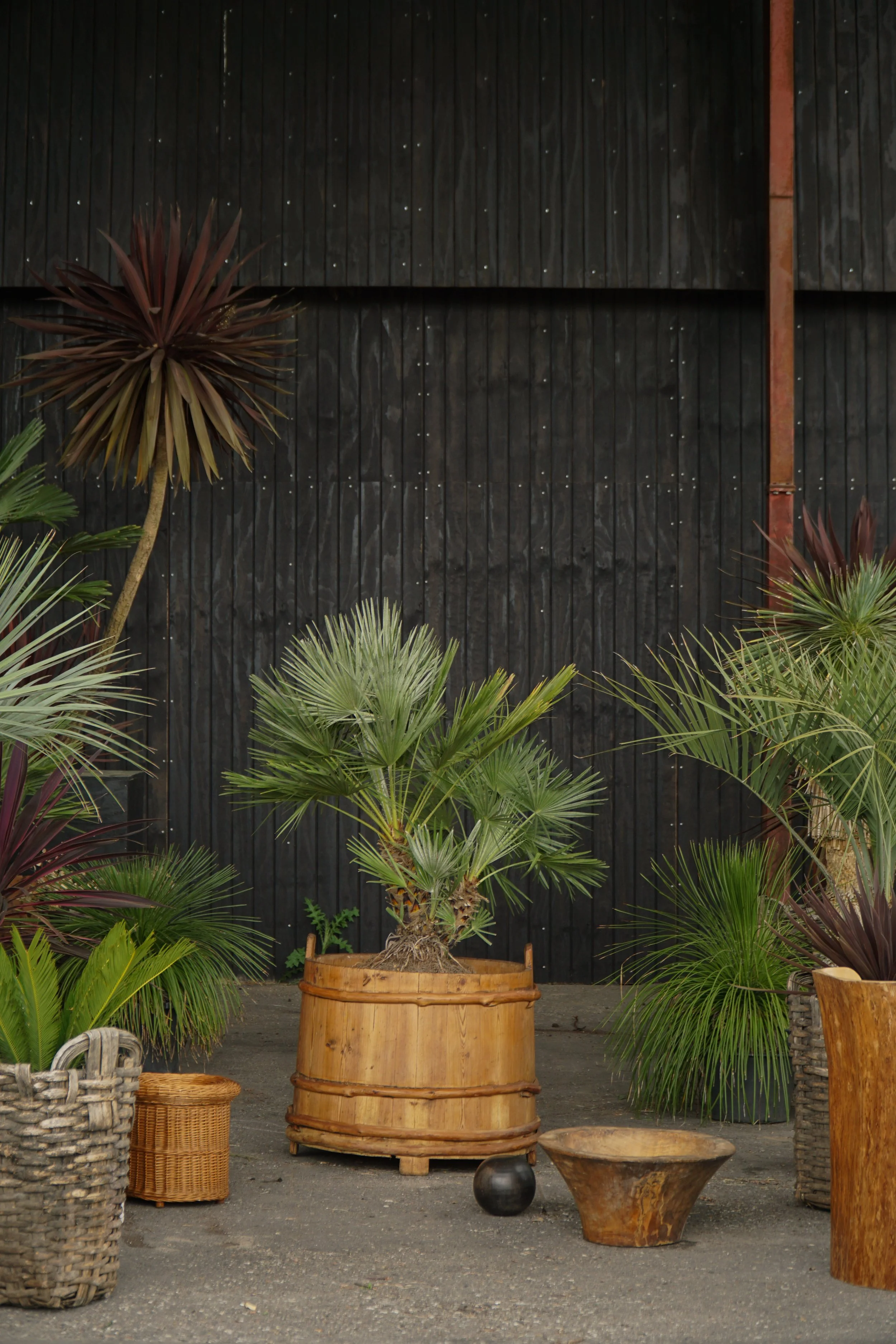 Palme_13-2.jpg