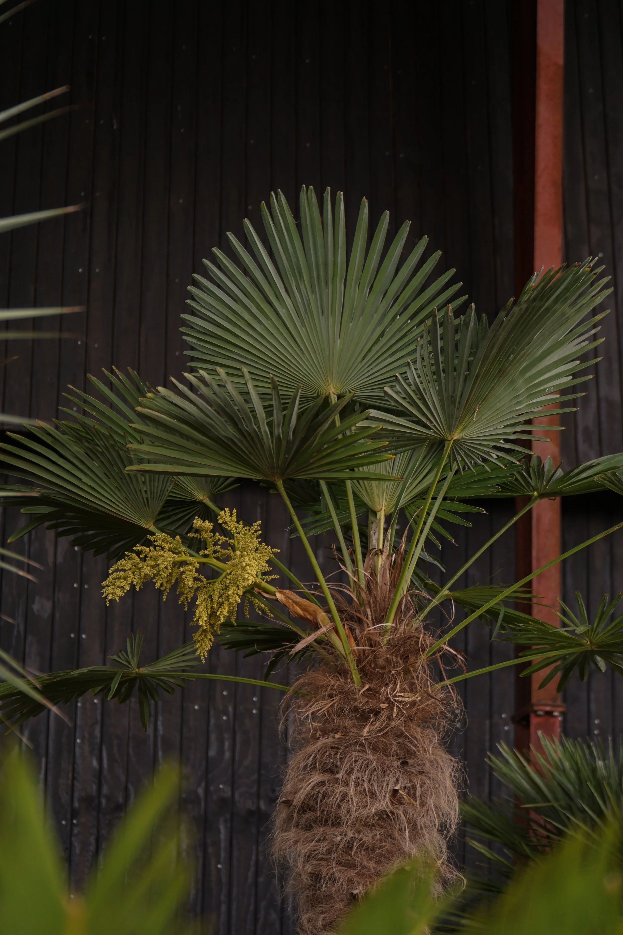 Palme_4-3.jpg