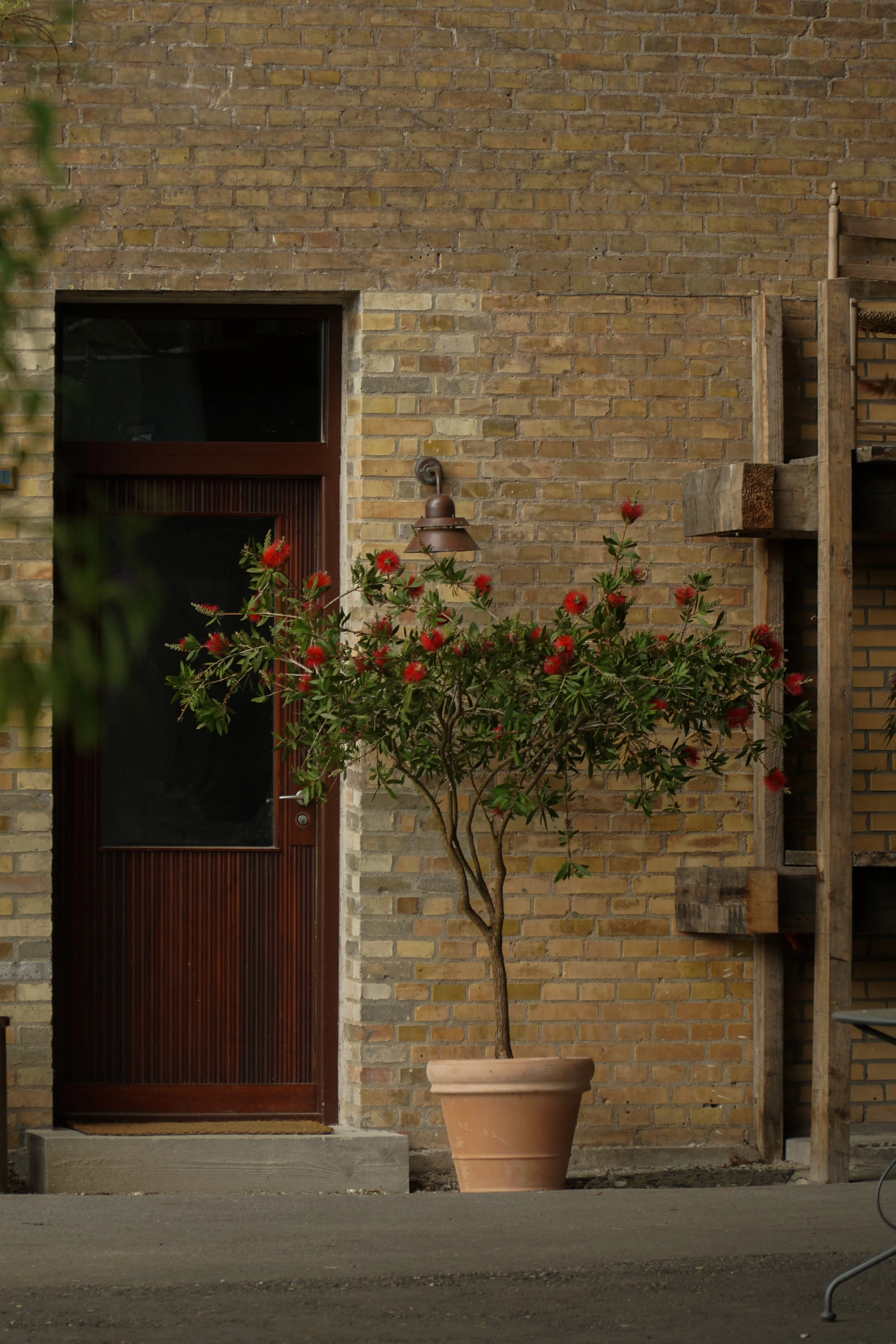 Callistemon citrinus - Flaskerenser - i krukke