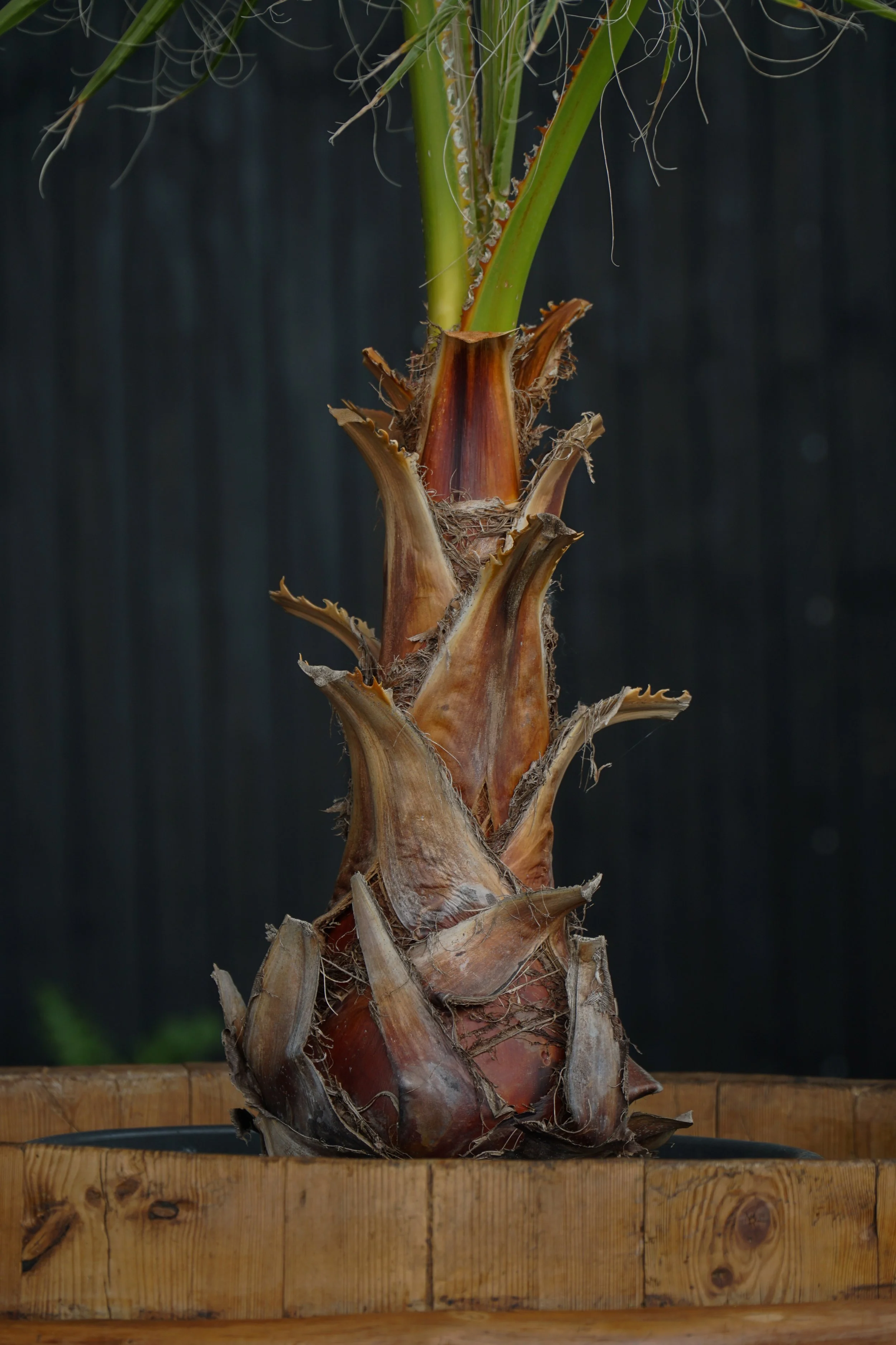 Palme_12-2.jpg