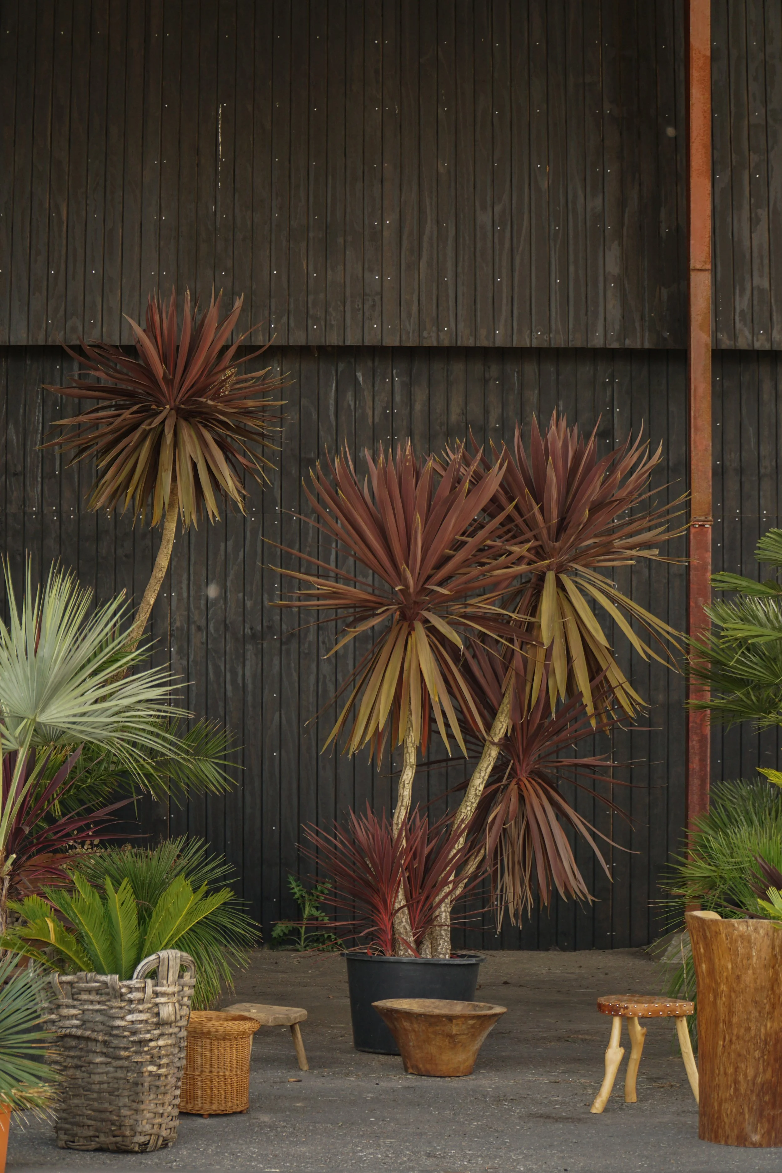 Cordyline australis – Rød Kålpalme