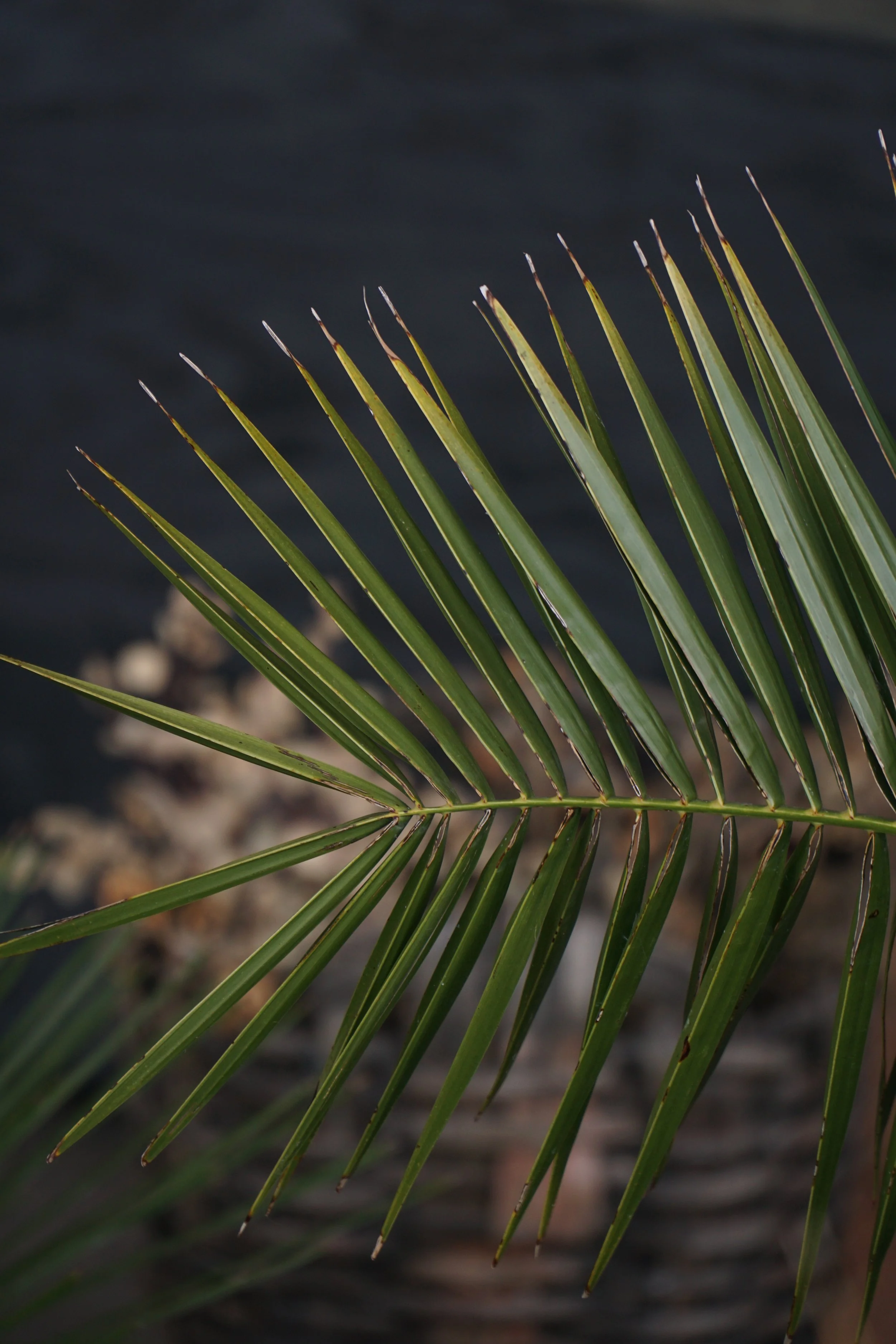 Palme_1-2.jpg