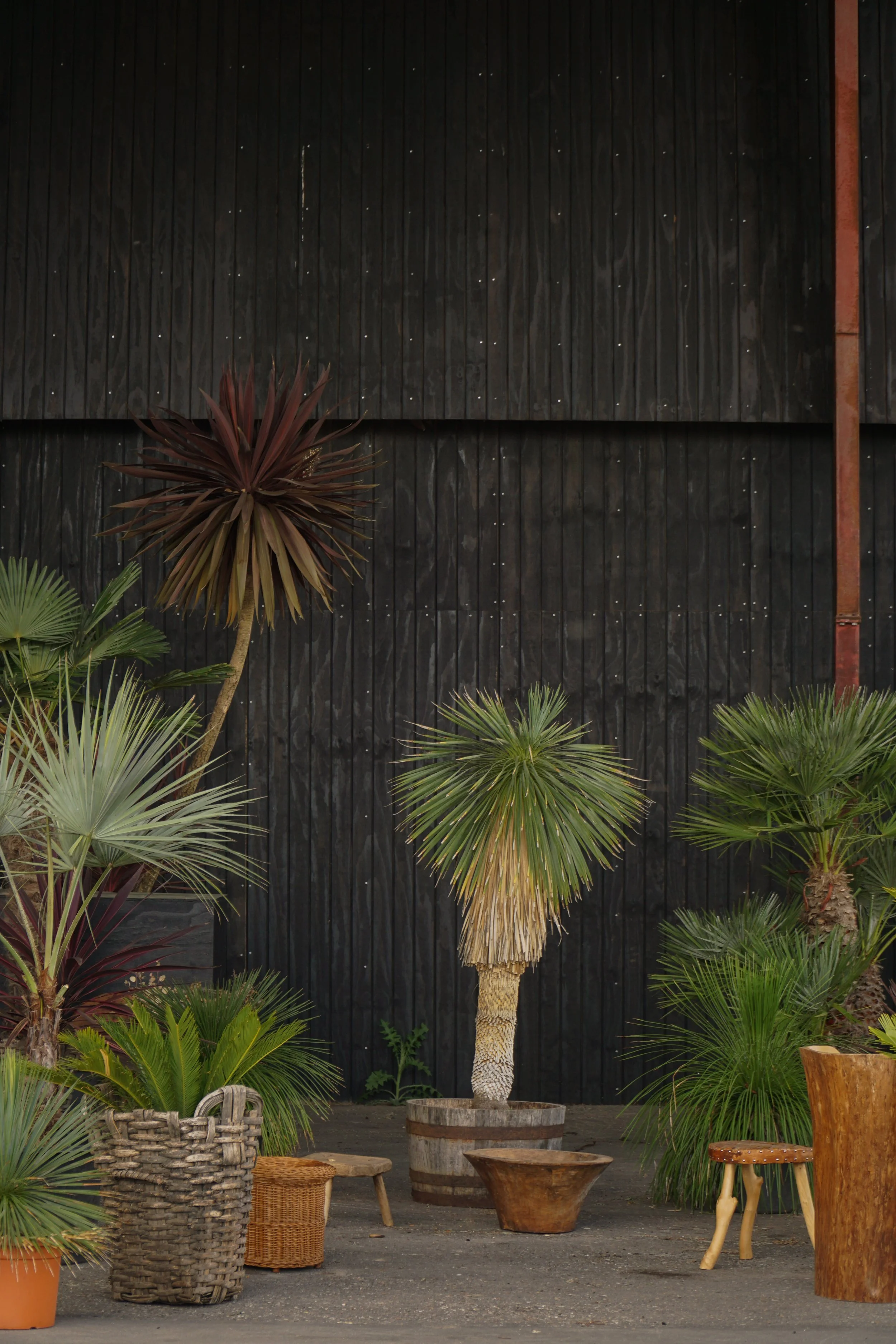 Palme_5-4.jpg