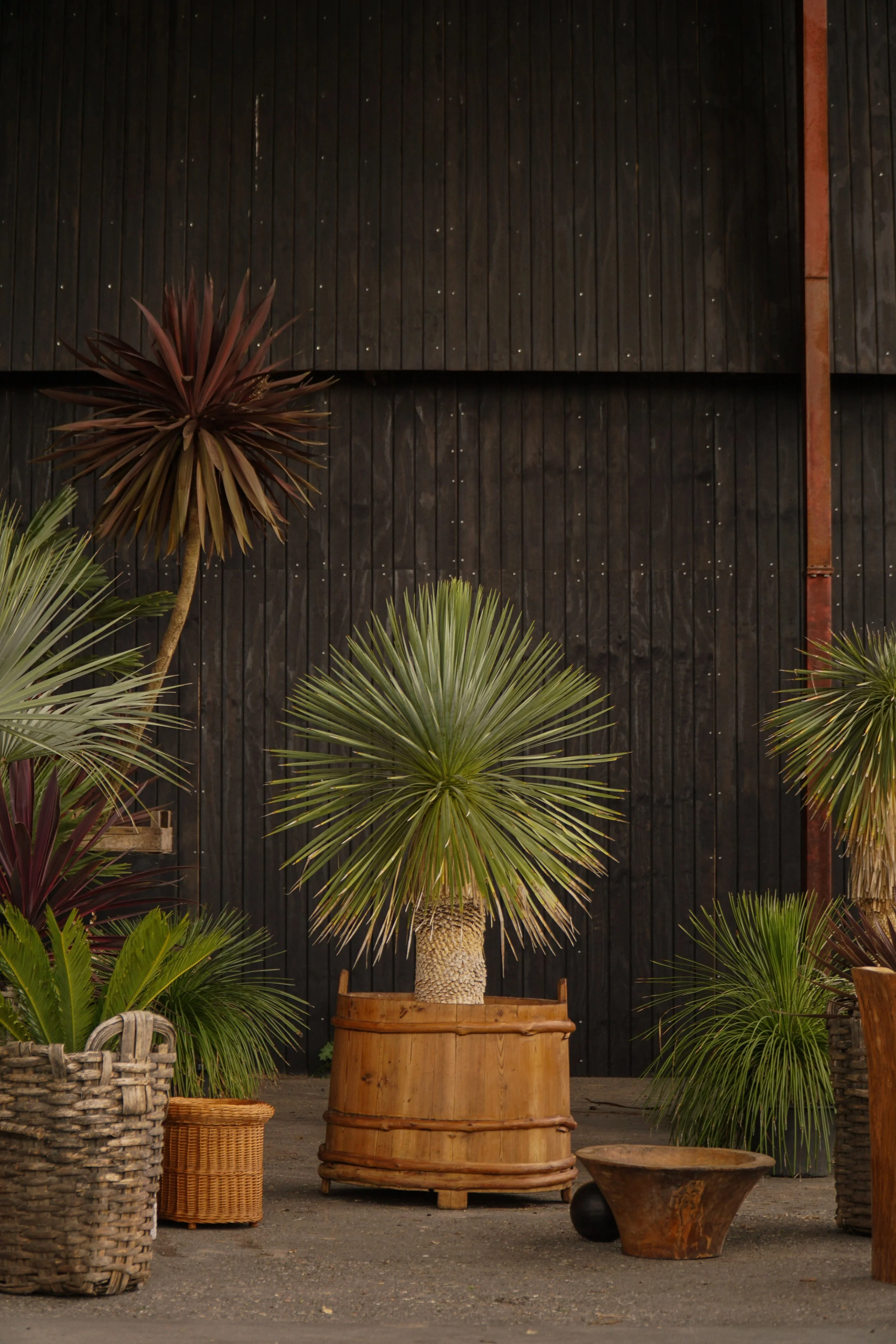 Palme_7-9.jpg