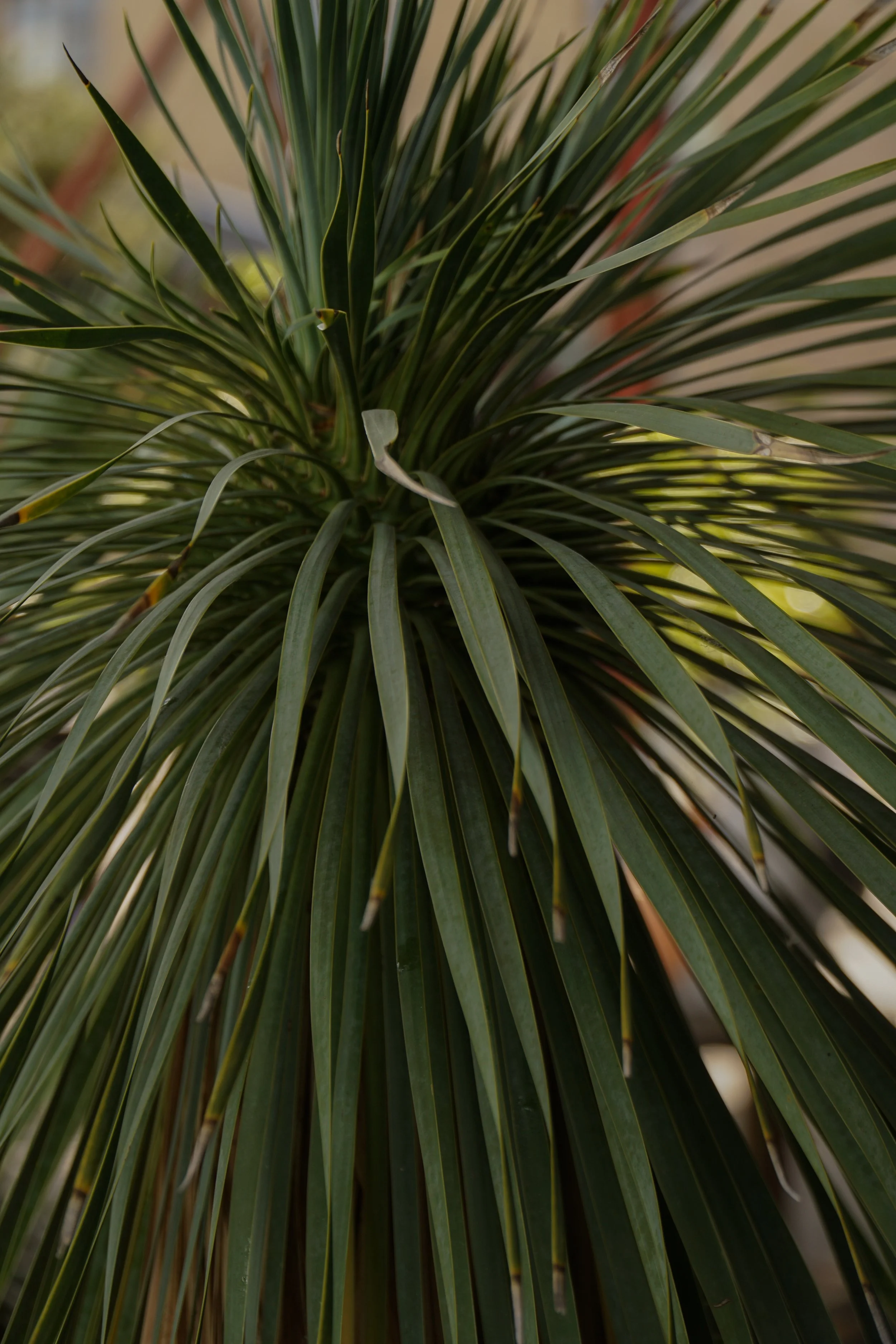 Palme_5-5.jpg