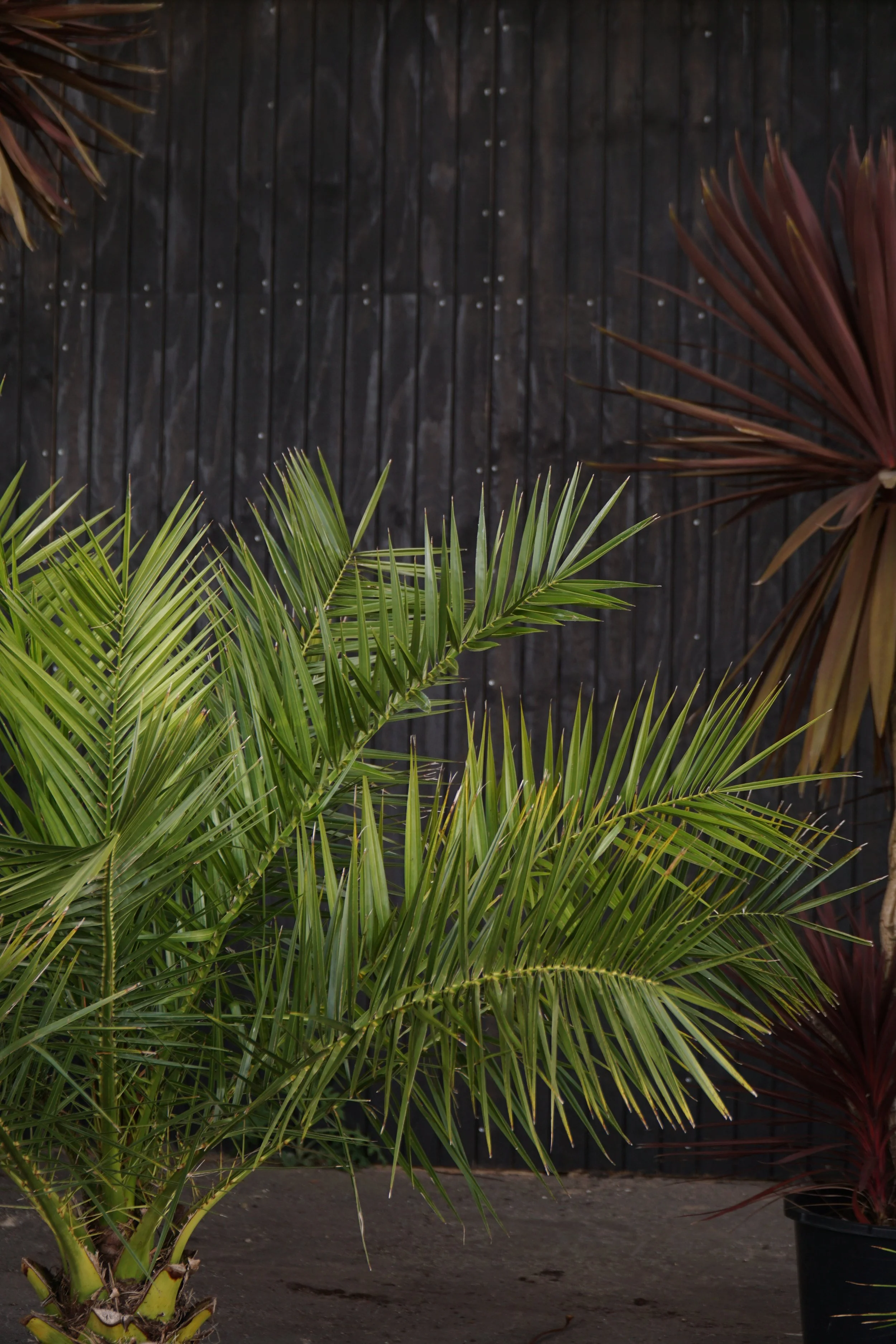 Palme_1-5.jpg