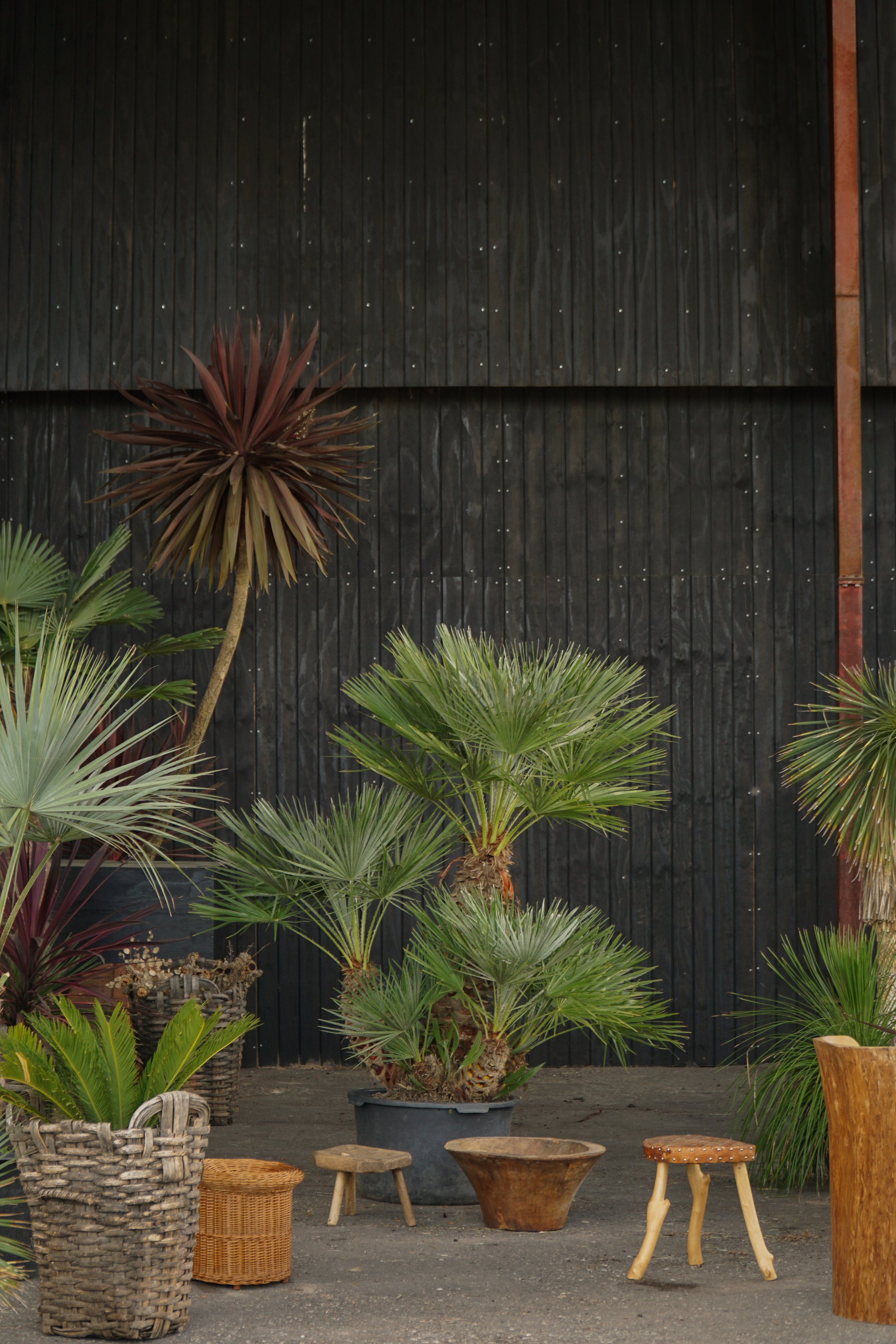 Palme_2-9.jpg