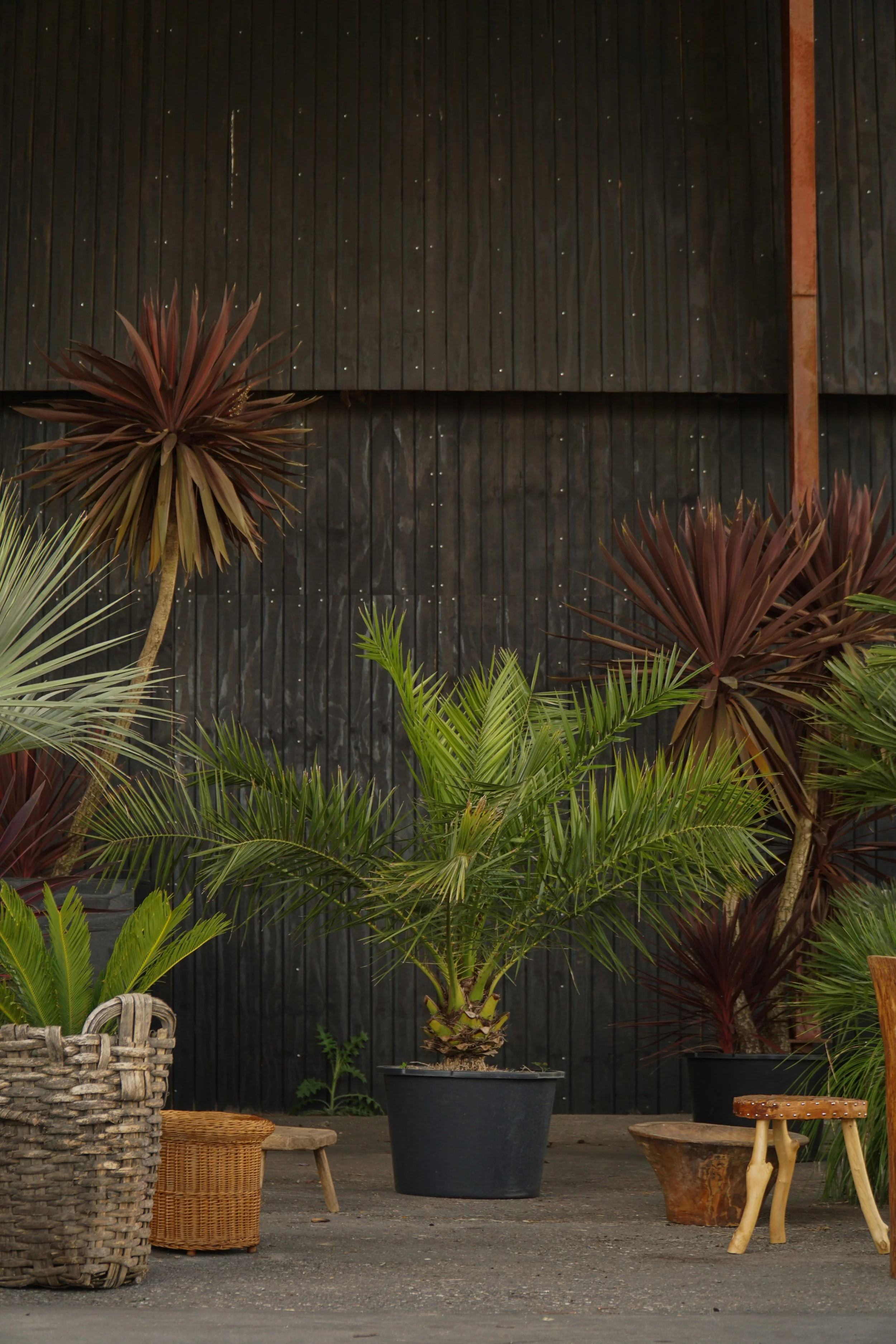 Palme_1-7.jpg