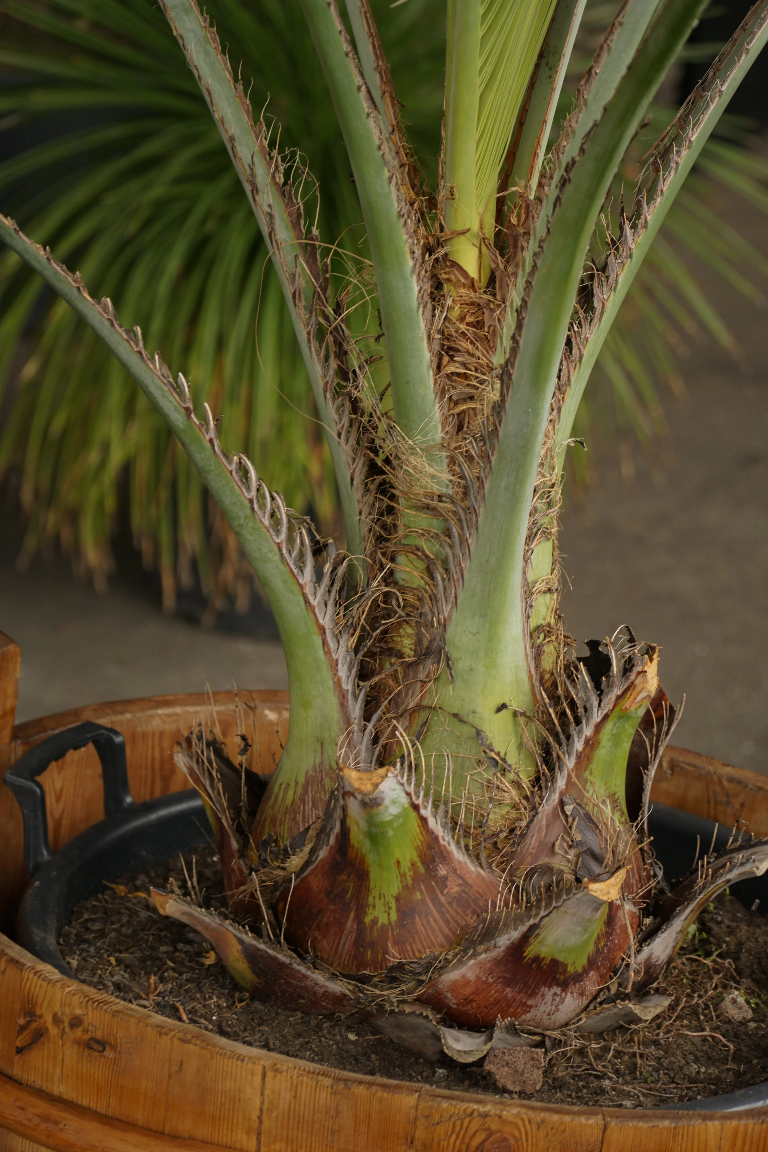 Palme_10.jpg