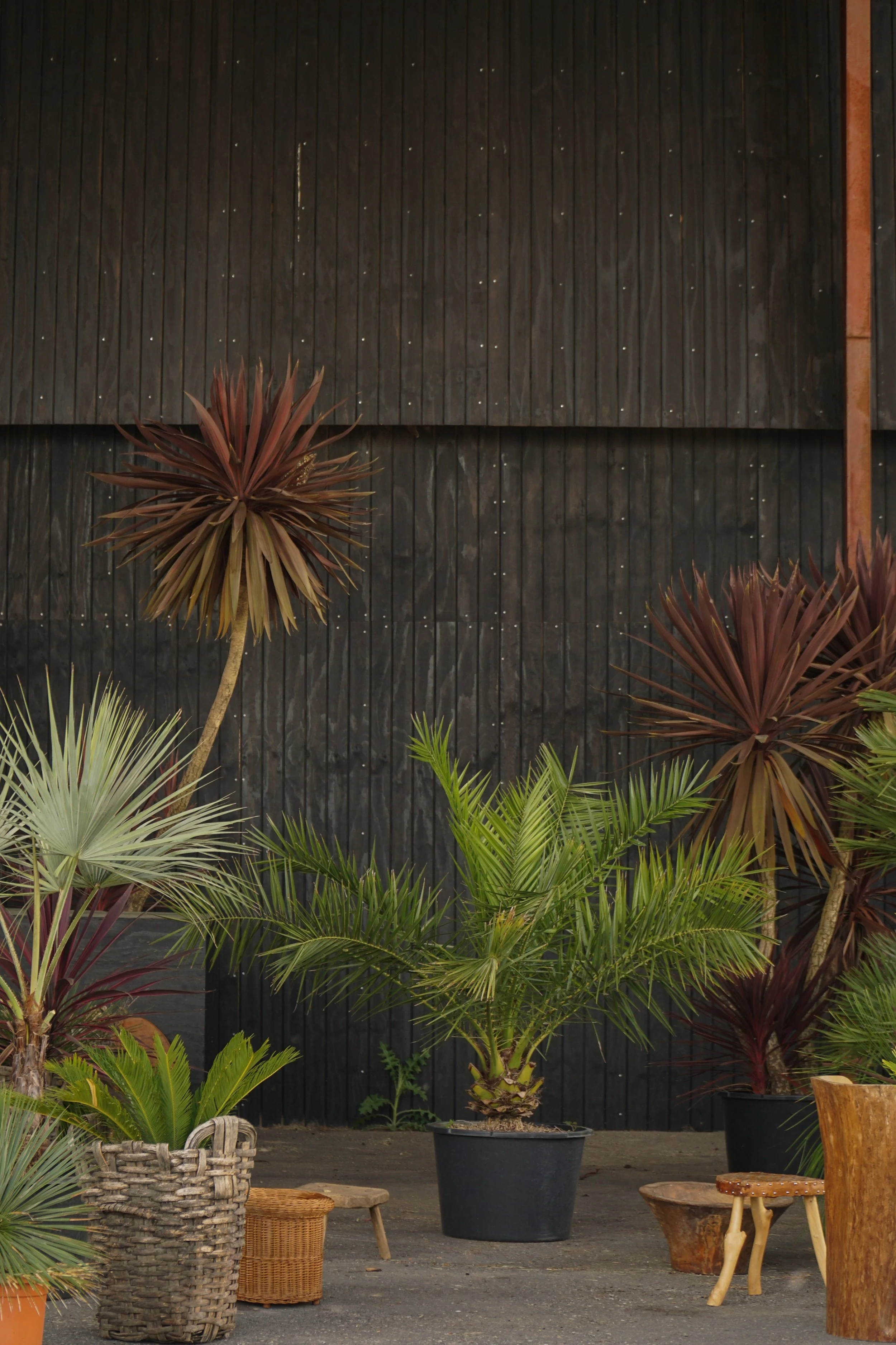 Palme_1-8.jpg