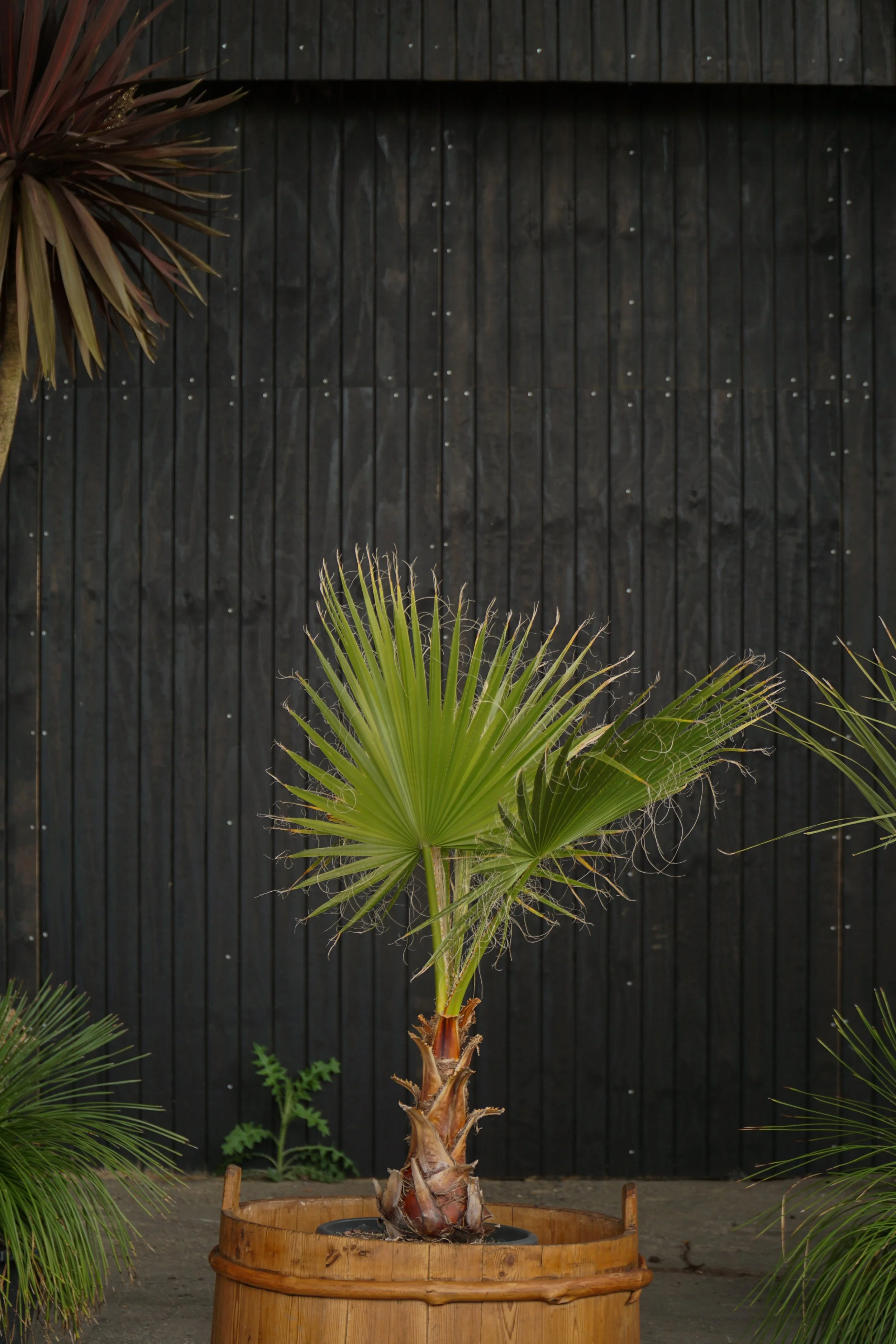 Palme_12-3.jpg