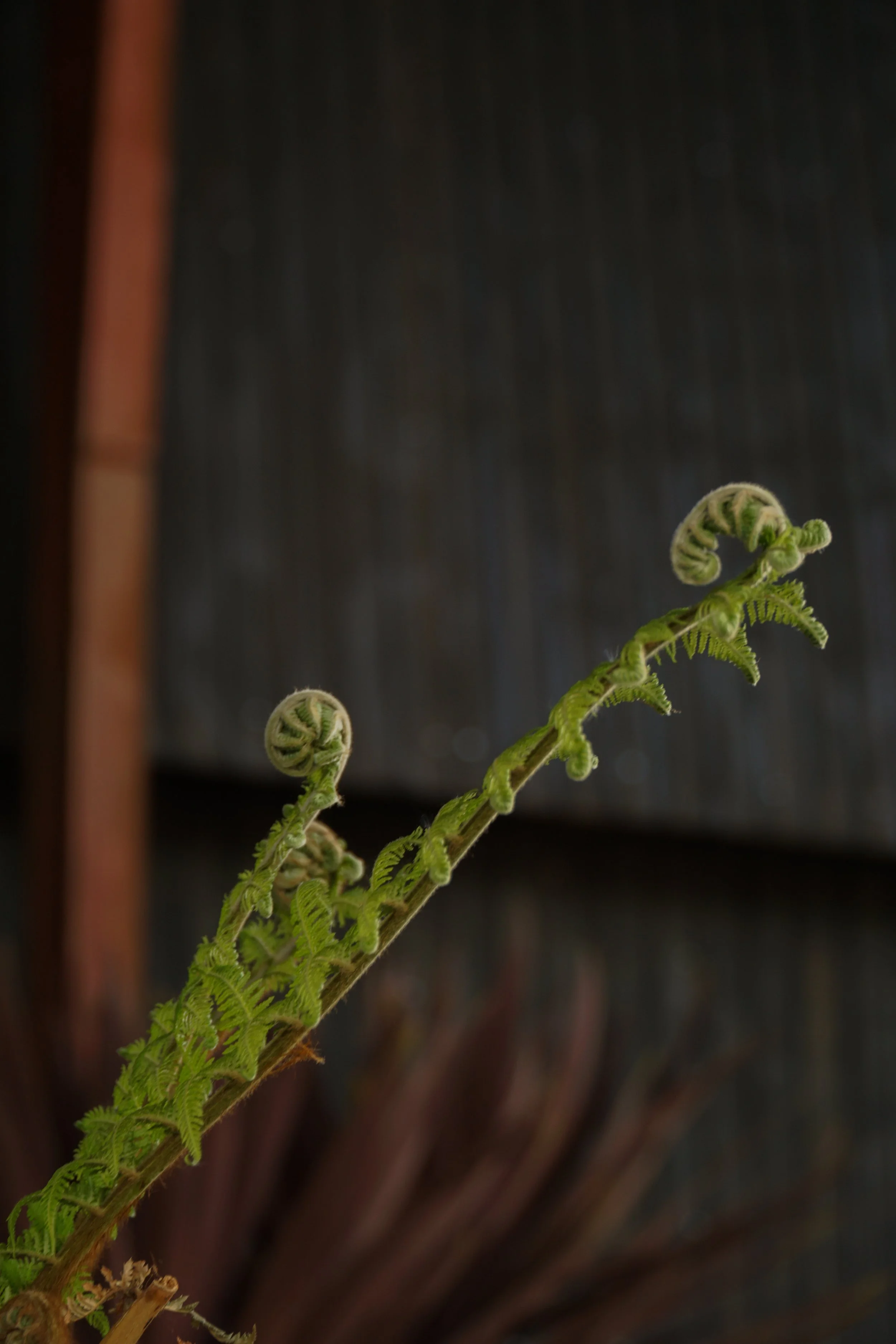 Palme_0-2.jpg