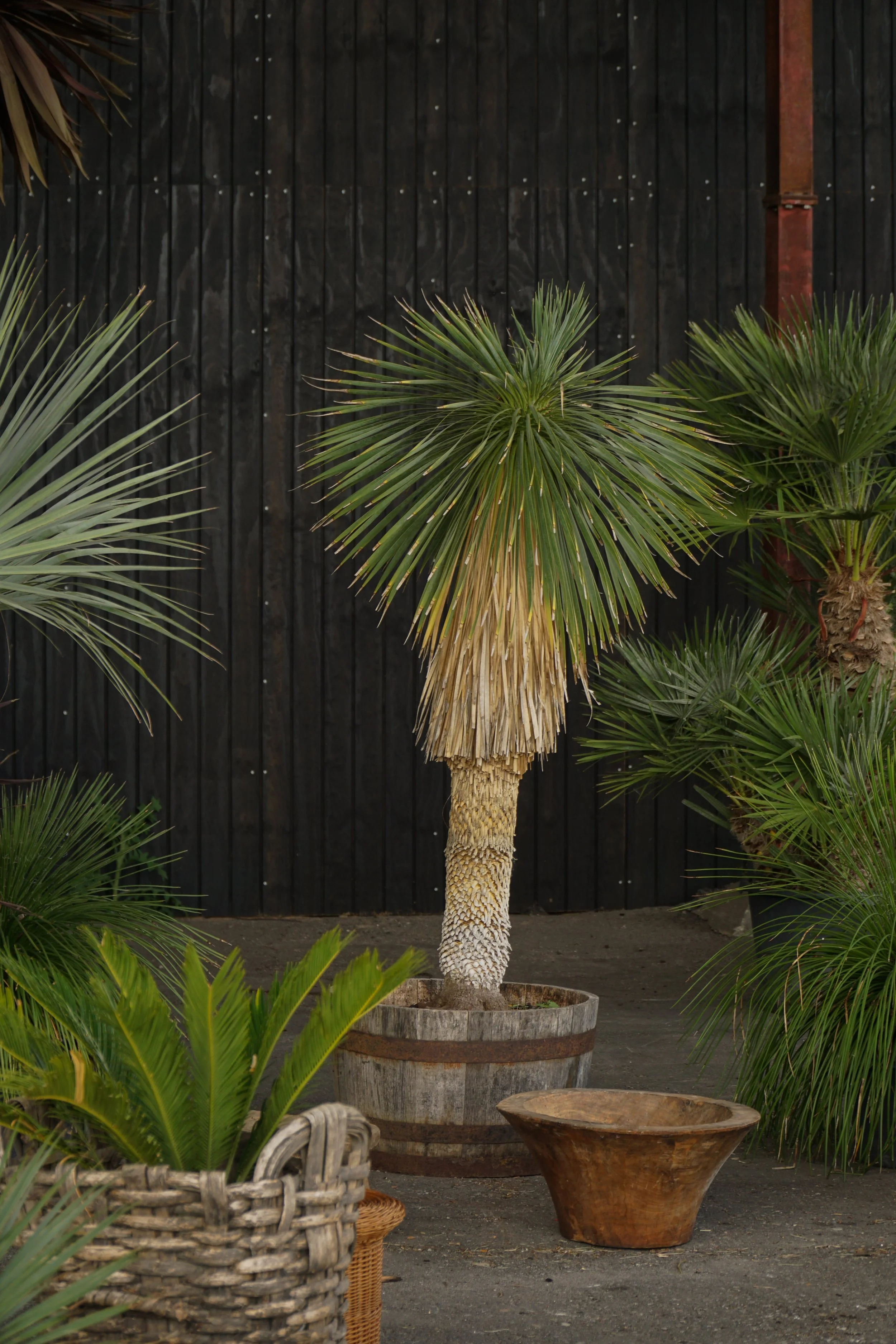 Palme_5-2.jpg
