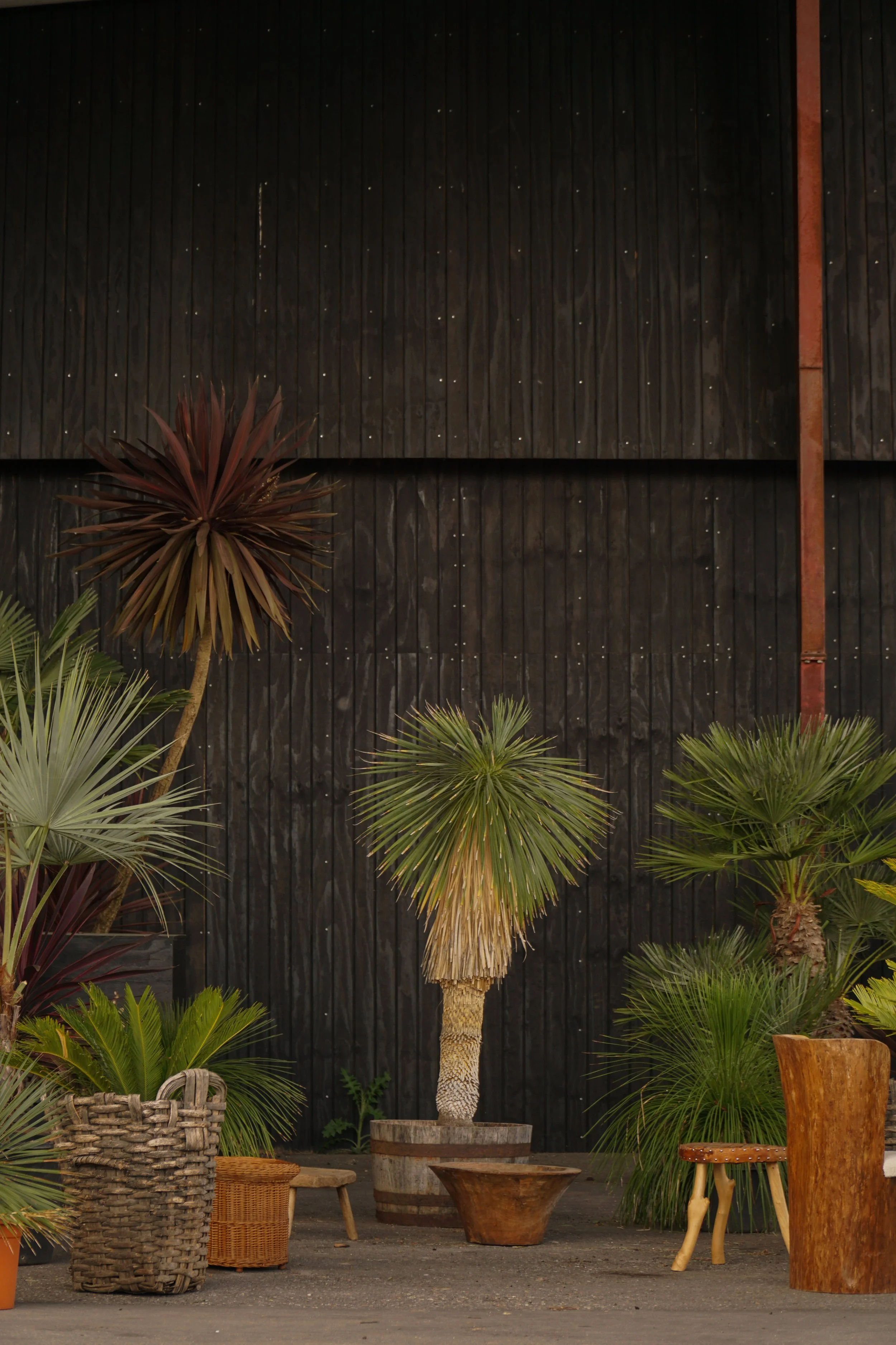 Yucca rostrata – Mexicansk Palmelilje