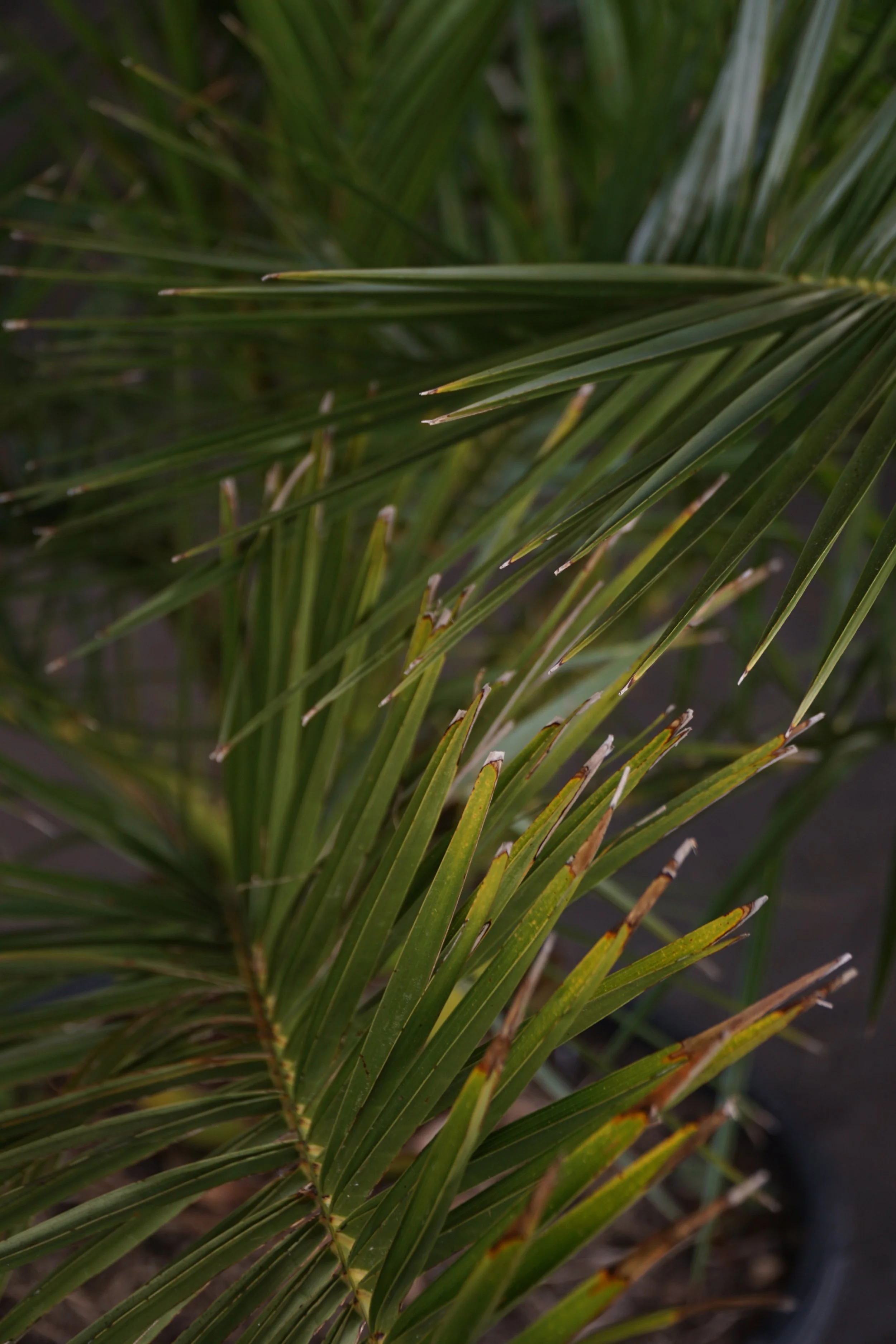 Palme_1-3.jpg