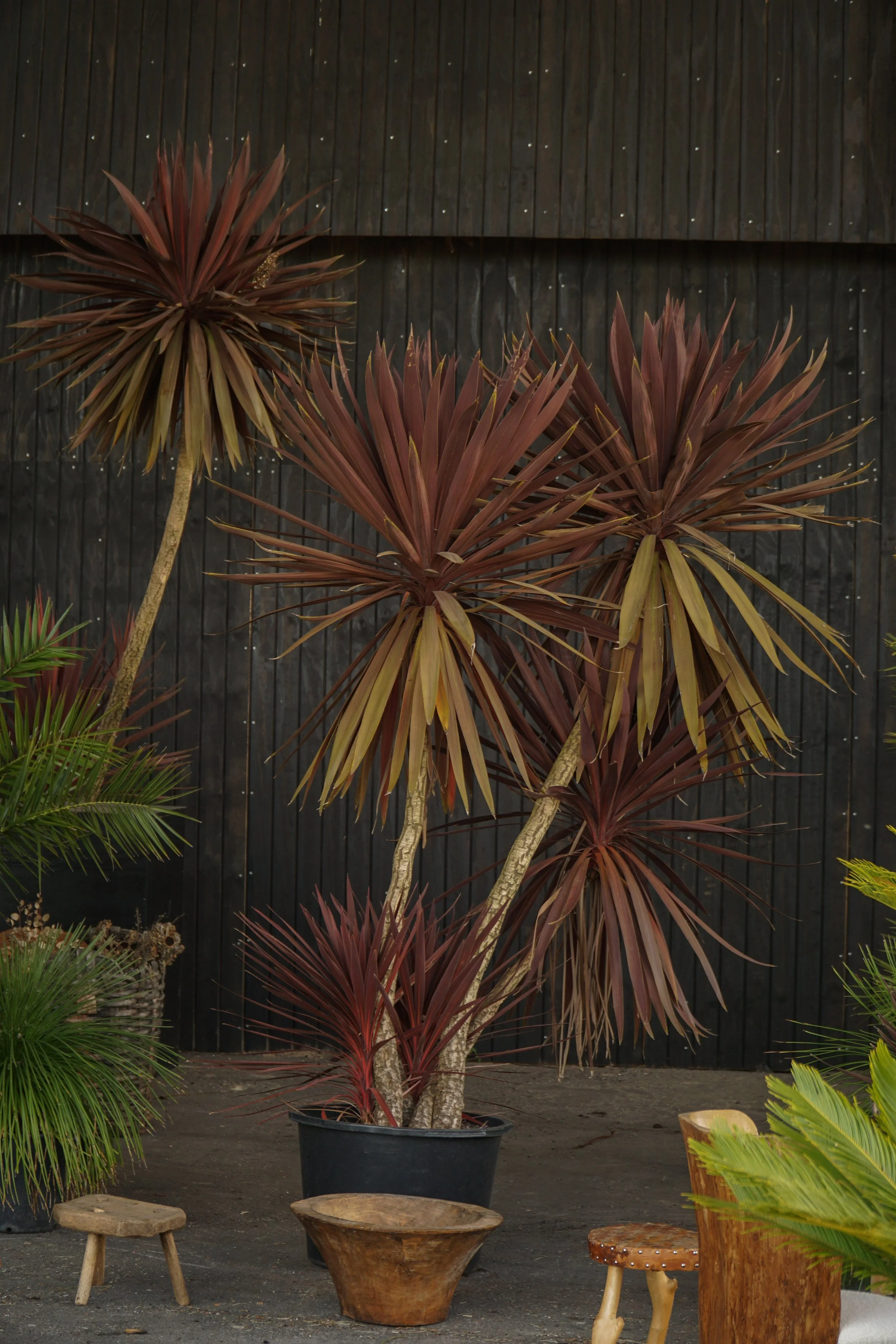 Palme_3-7.jpg
