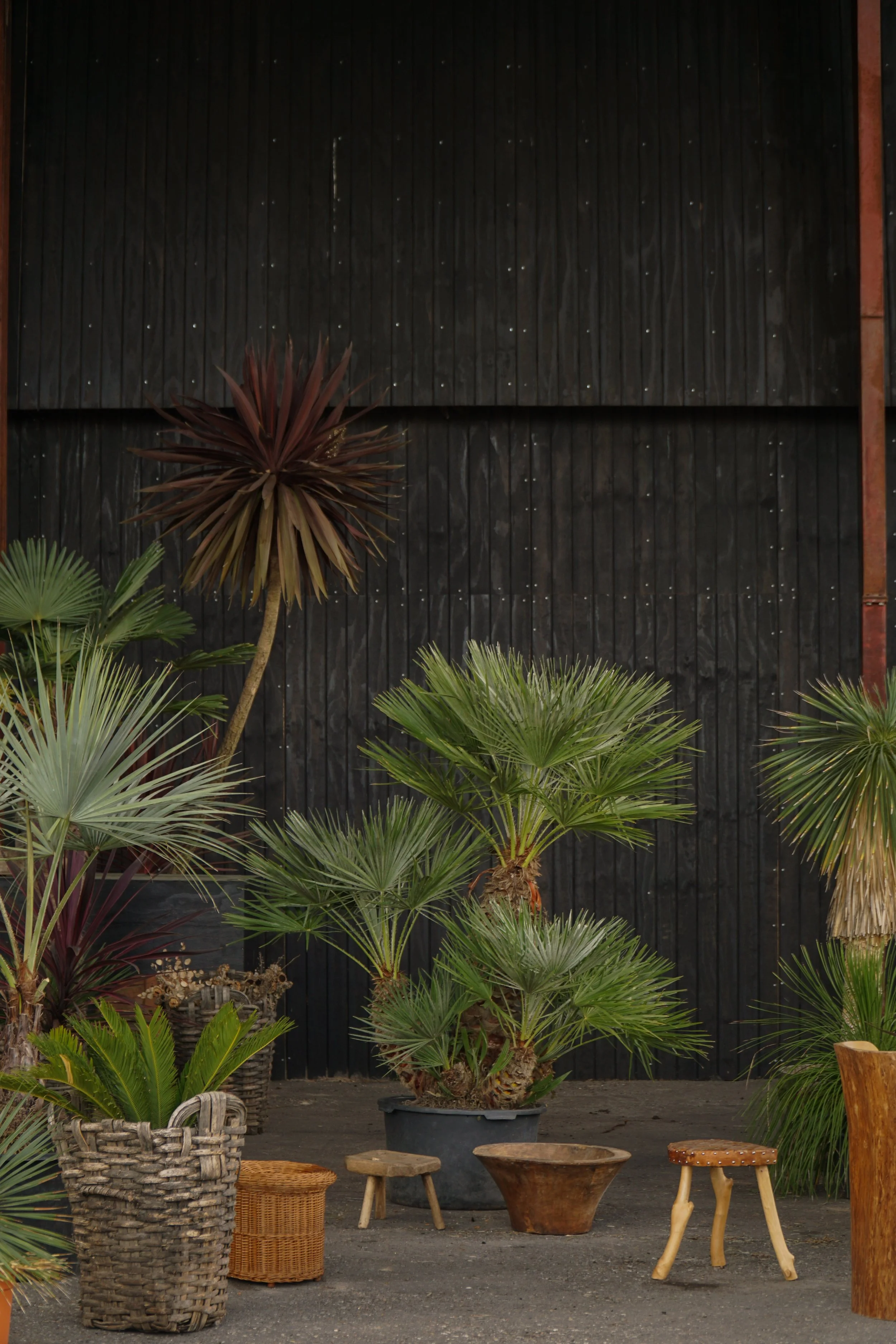 Chamaerops humilis – Europæisk Dværgpalme