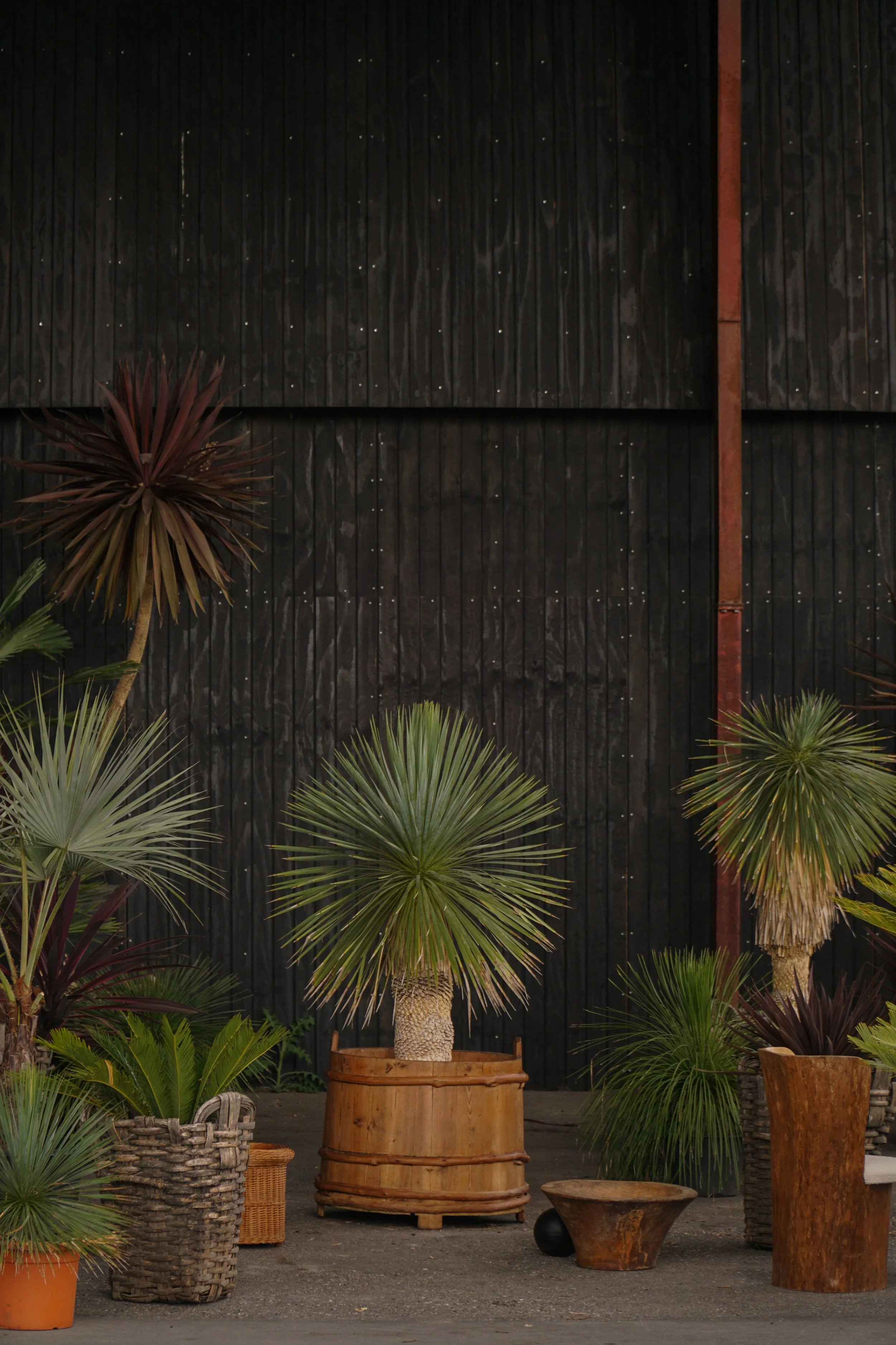 Palme_7.jpg