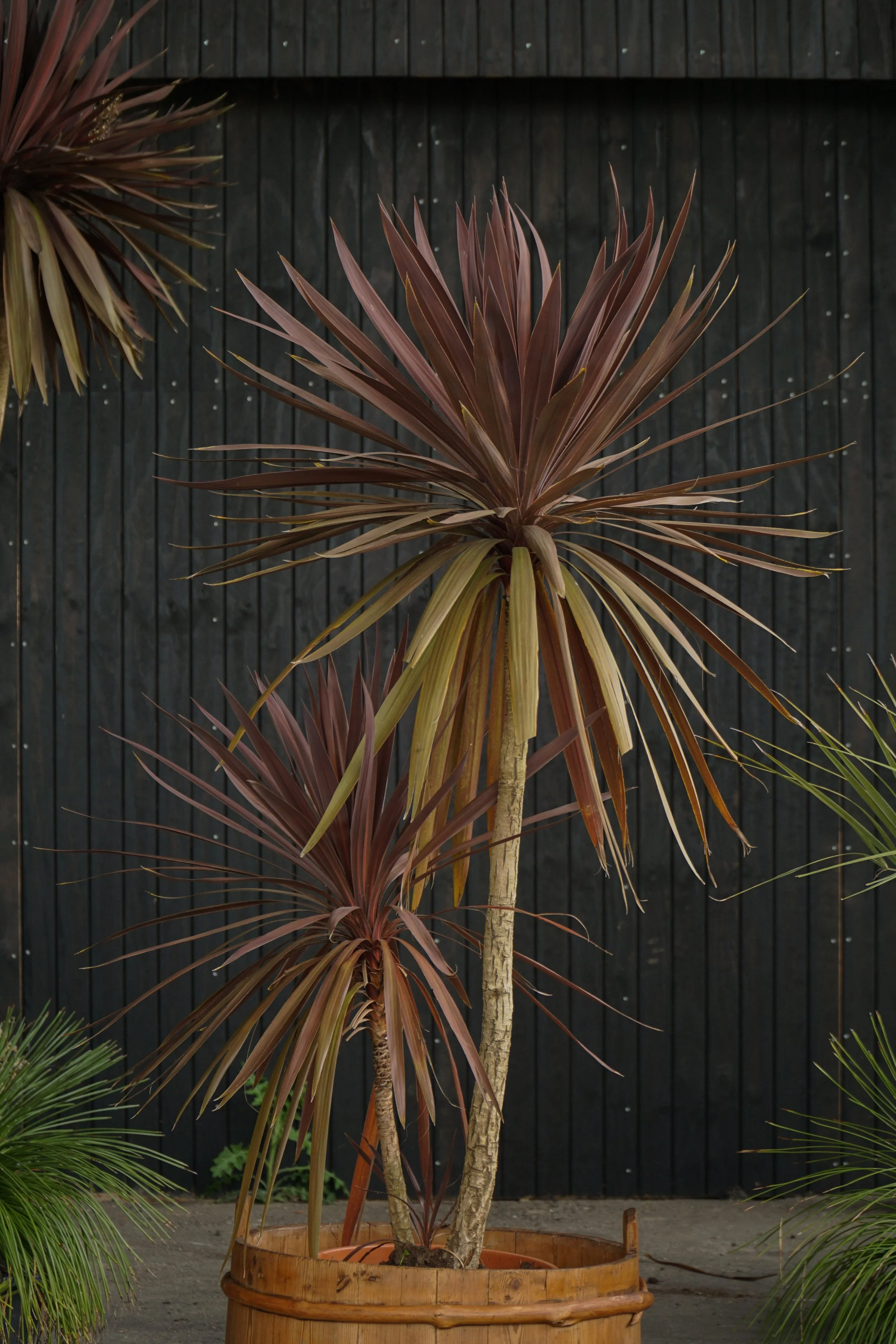Palme_11-3.jpg